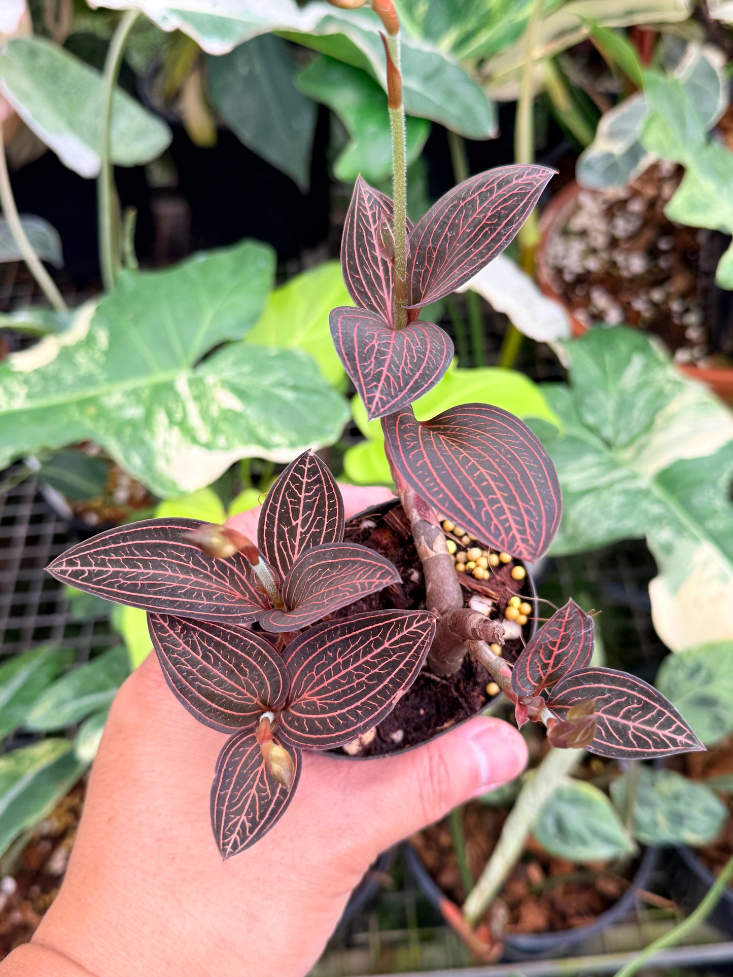 Ludisia discolor 'Spiderman' P77