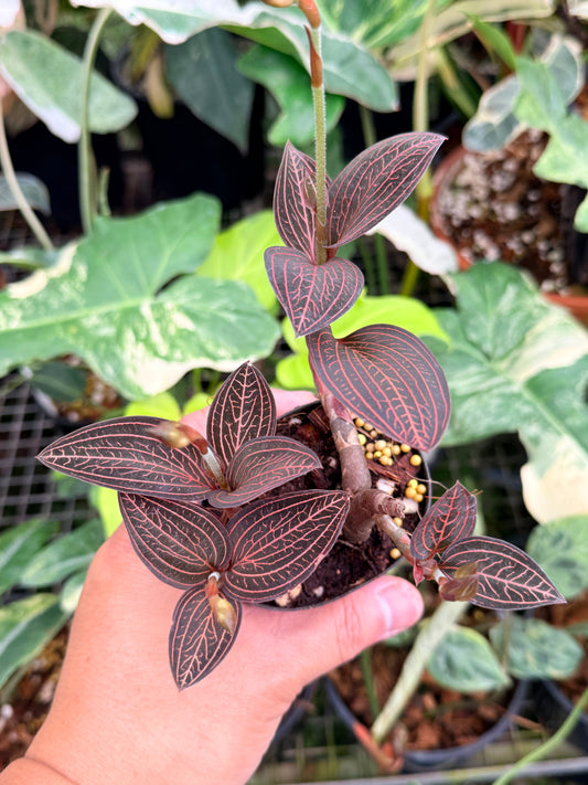 Ludisia discolor 'Spiderman' P77
