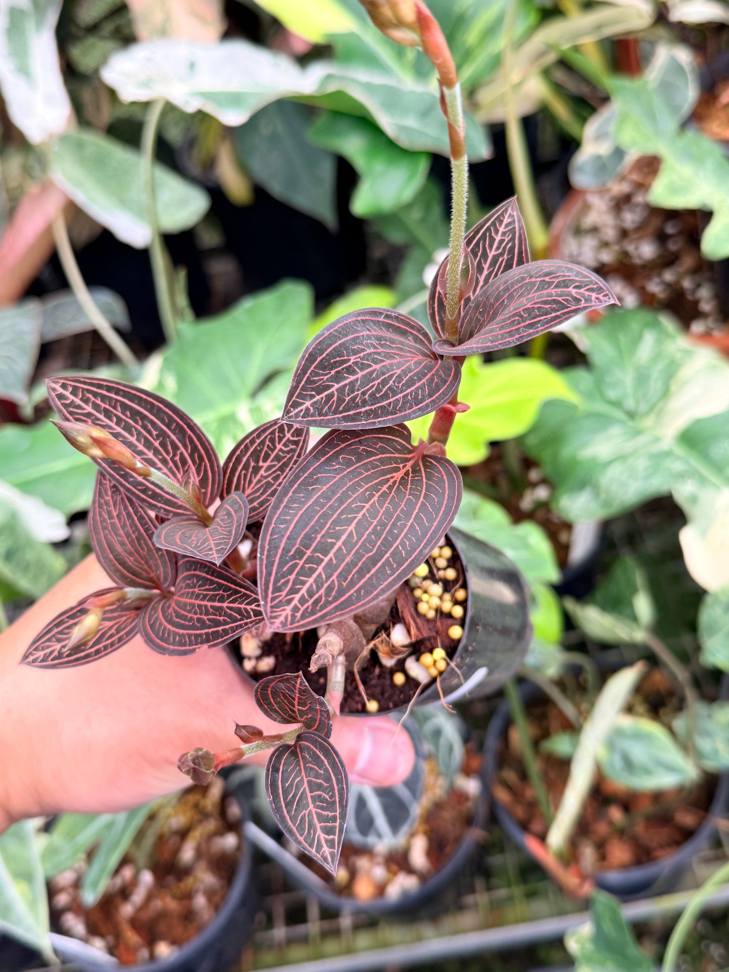 Ludisia discolor 'Spiderman' P77