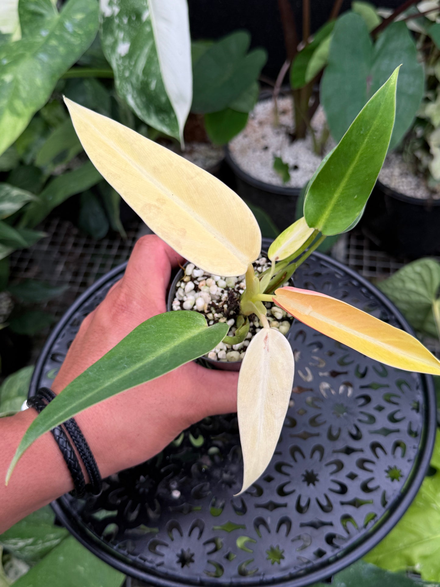 Philodendron 'Lemon Twist' J40