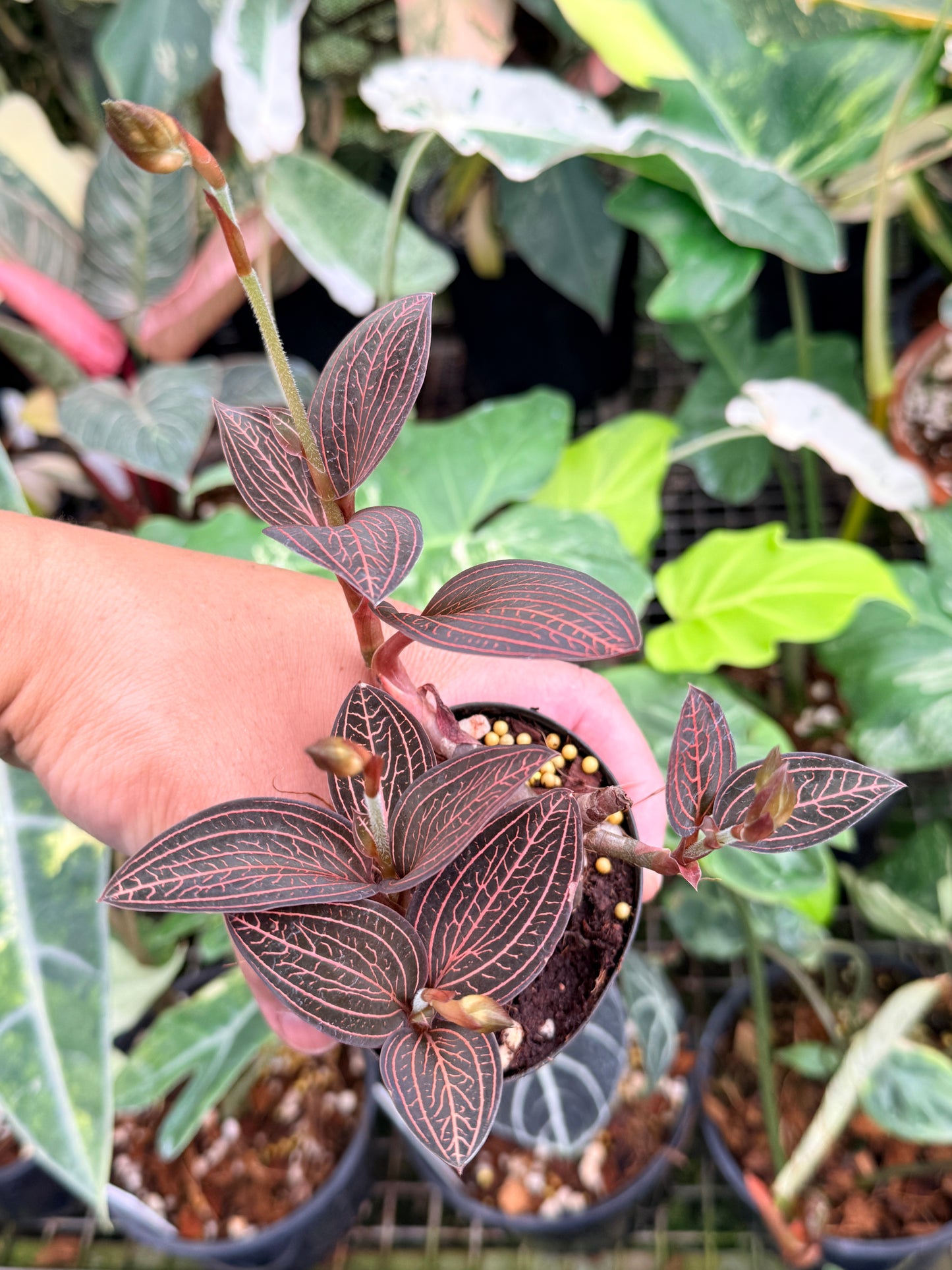 Ludisia discolor 'Spiderman' P77