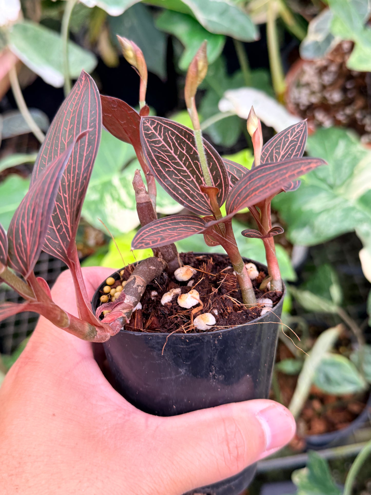Ludisia discolor 'Spiderman' P77