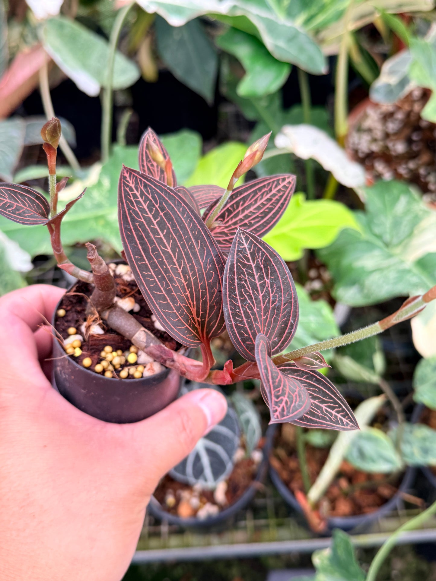 Ludisia discolor 'Spiderman' P77