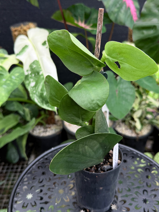 Rhaphidophora 'Korthalsii' J38