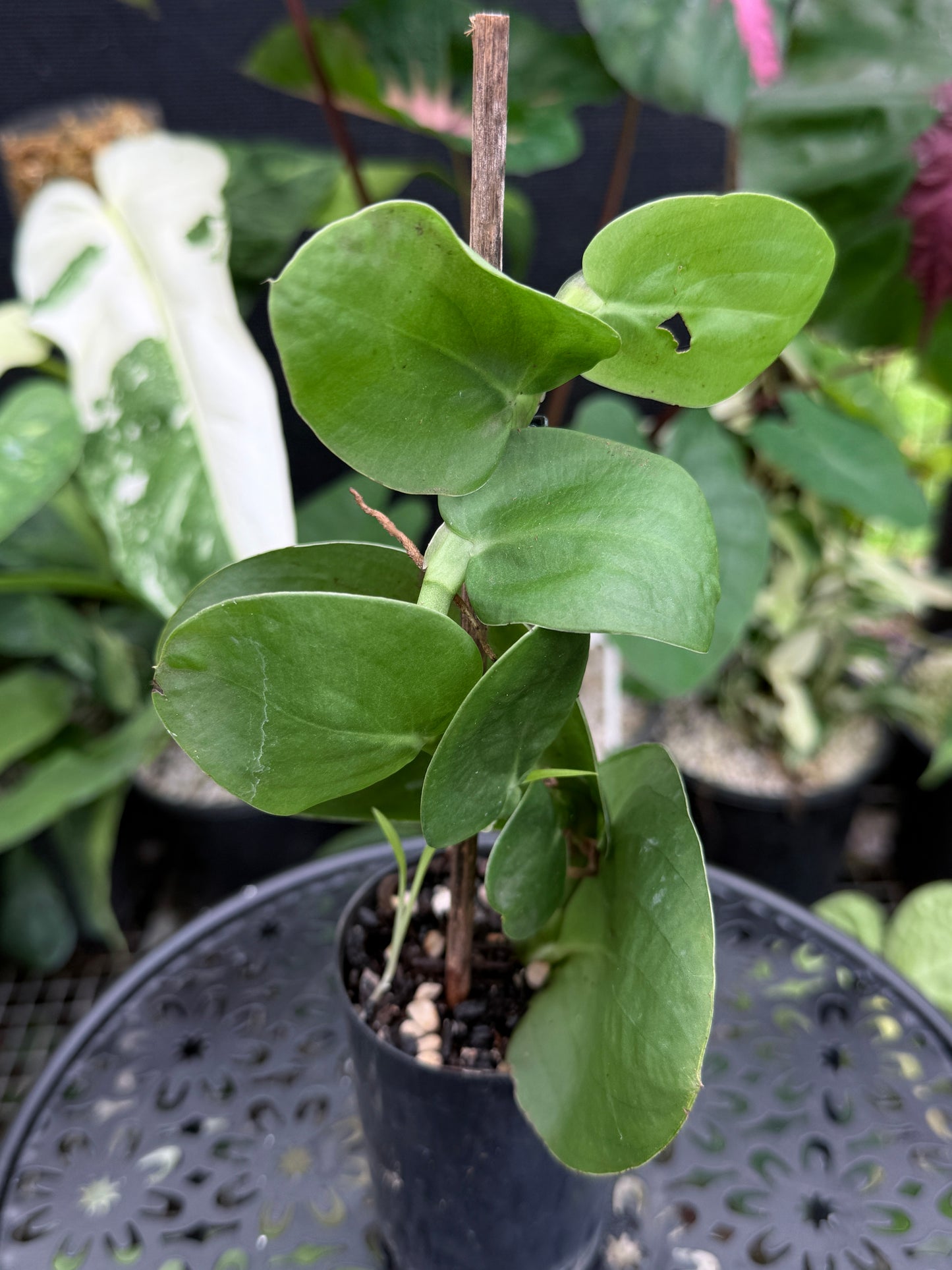 Rhaphidophora 'Korthalsii' J38
