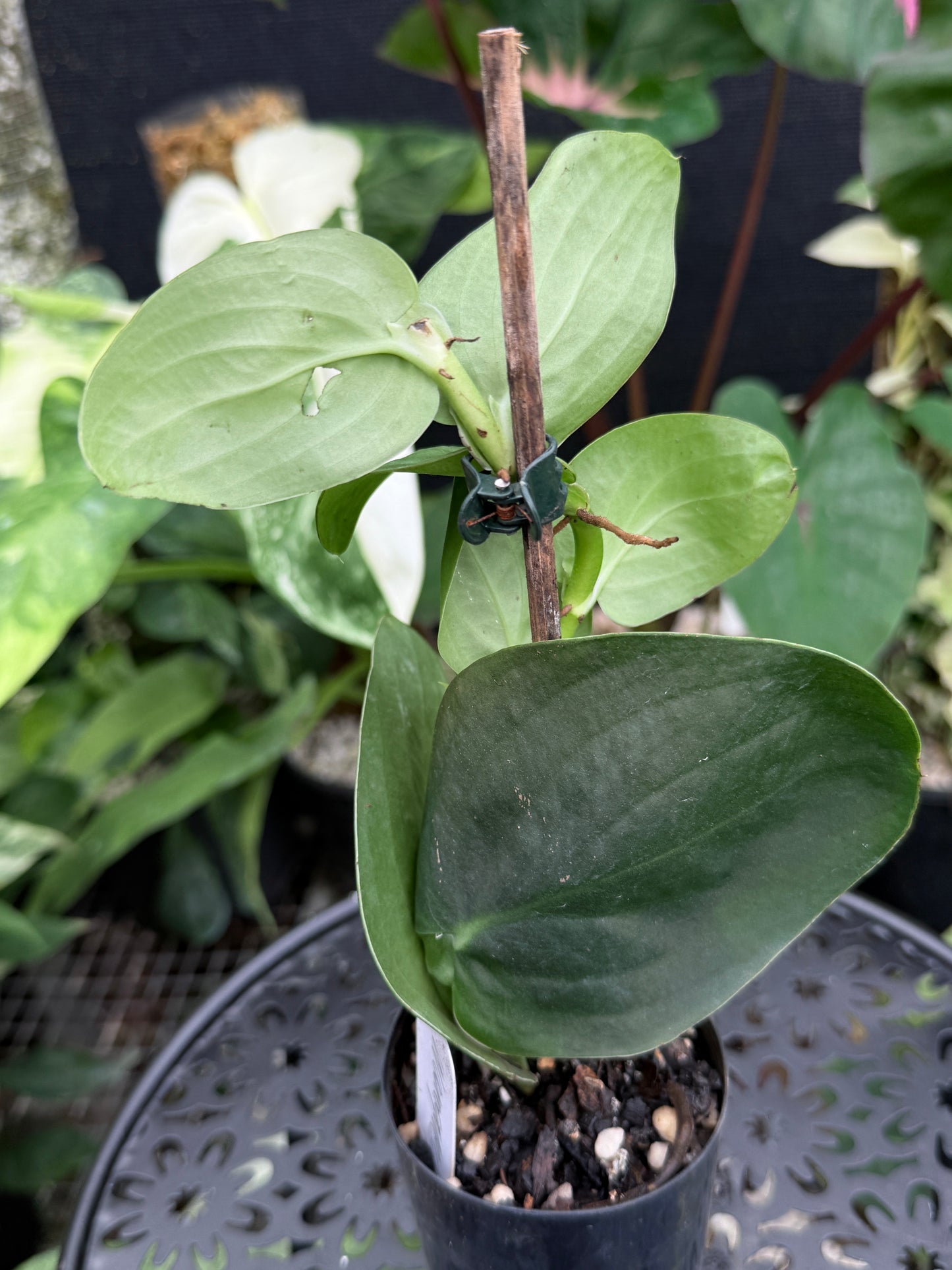 Rhaphidophora 'Korthalsii' J38