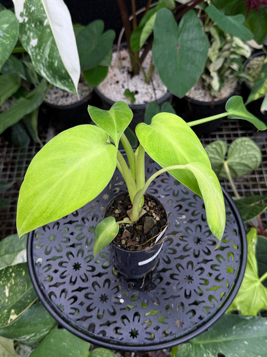 Philodendron rugosum 'Aberrant Form' C17