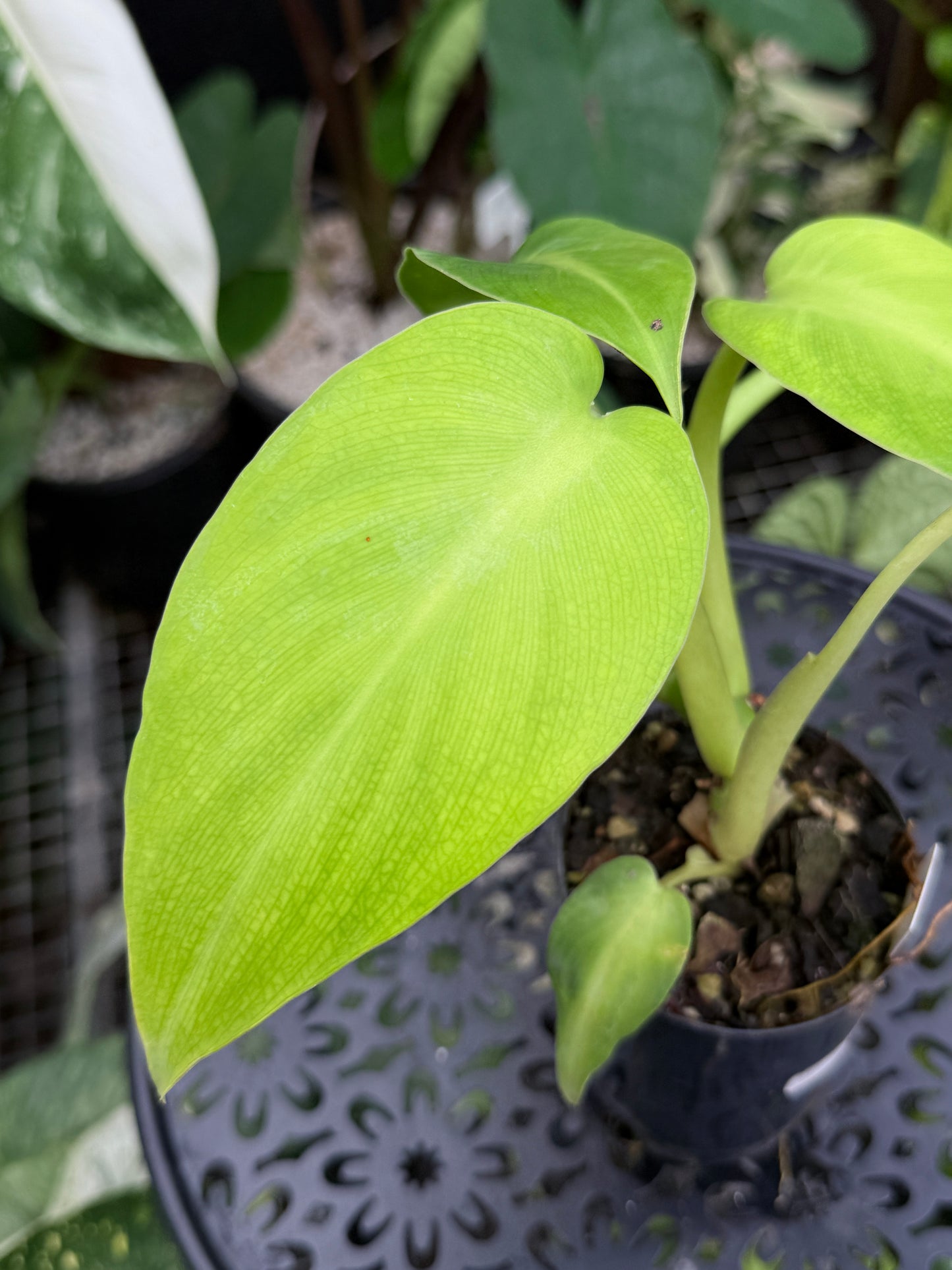 Philodendron rugosum 'Aberrant Form' C17