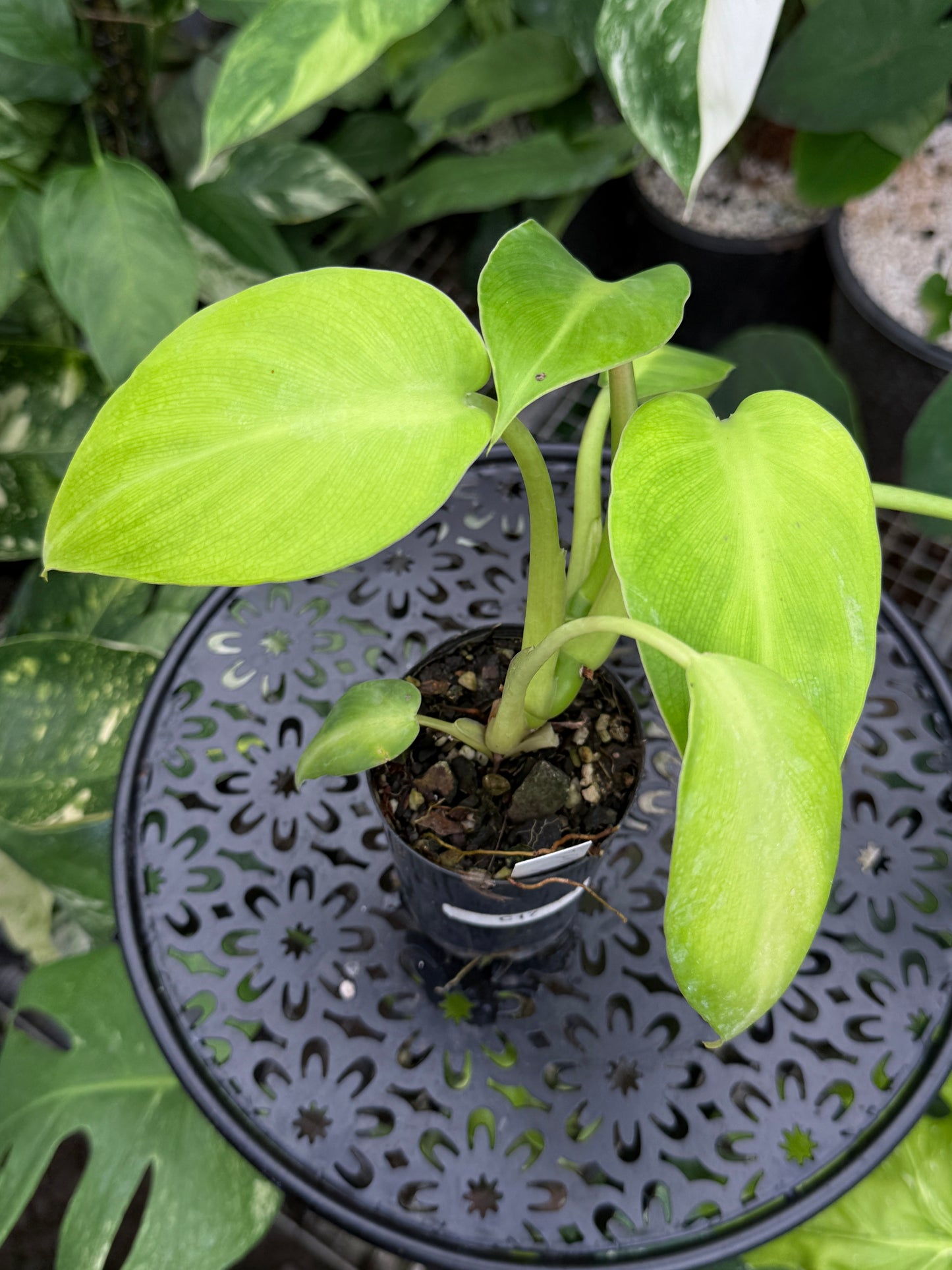 Philodendron rugosum 'Aberrant Form' C17