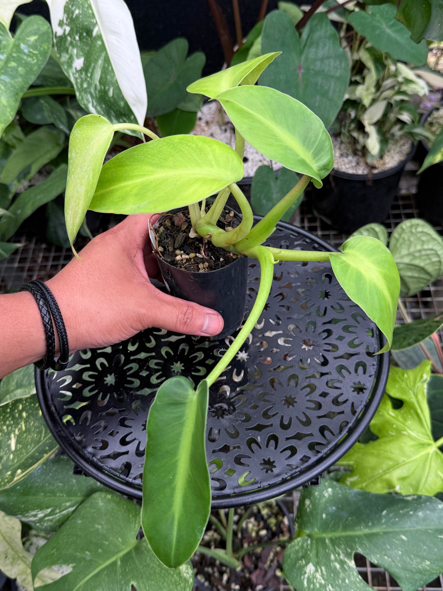 Philodendron rugosum 'Aberrant Form' C17