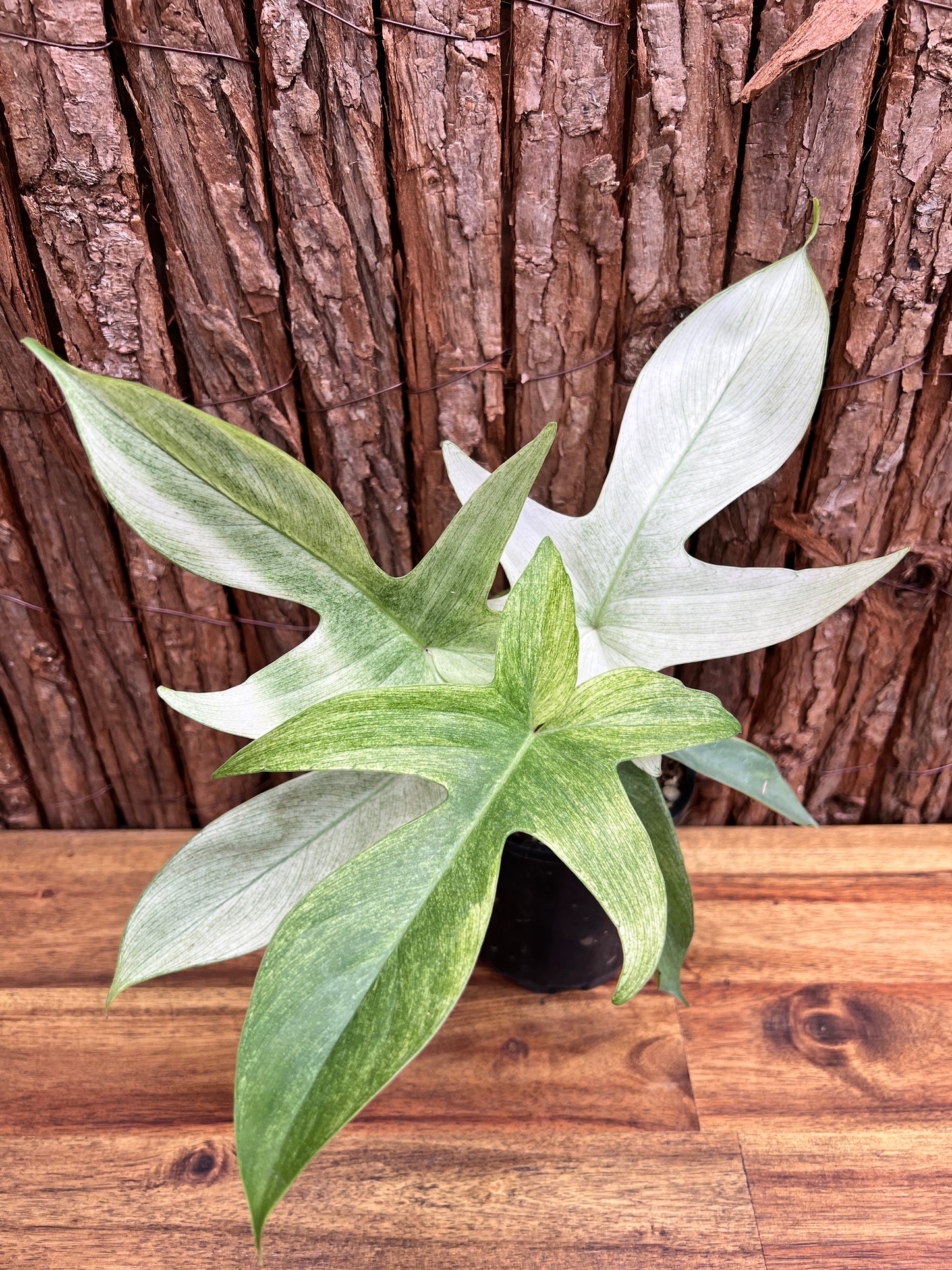 Philodendron Florida Ghost/Mint C28