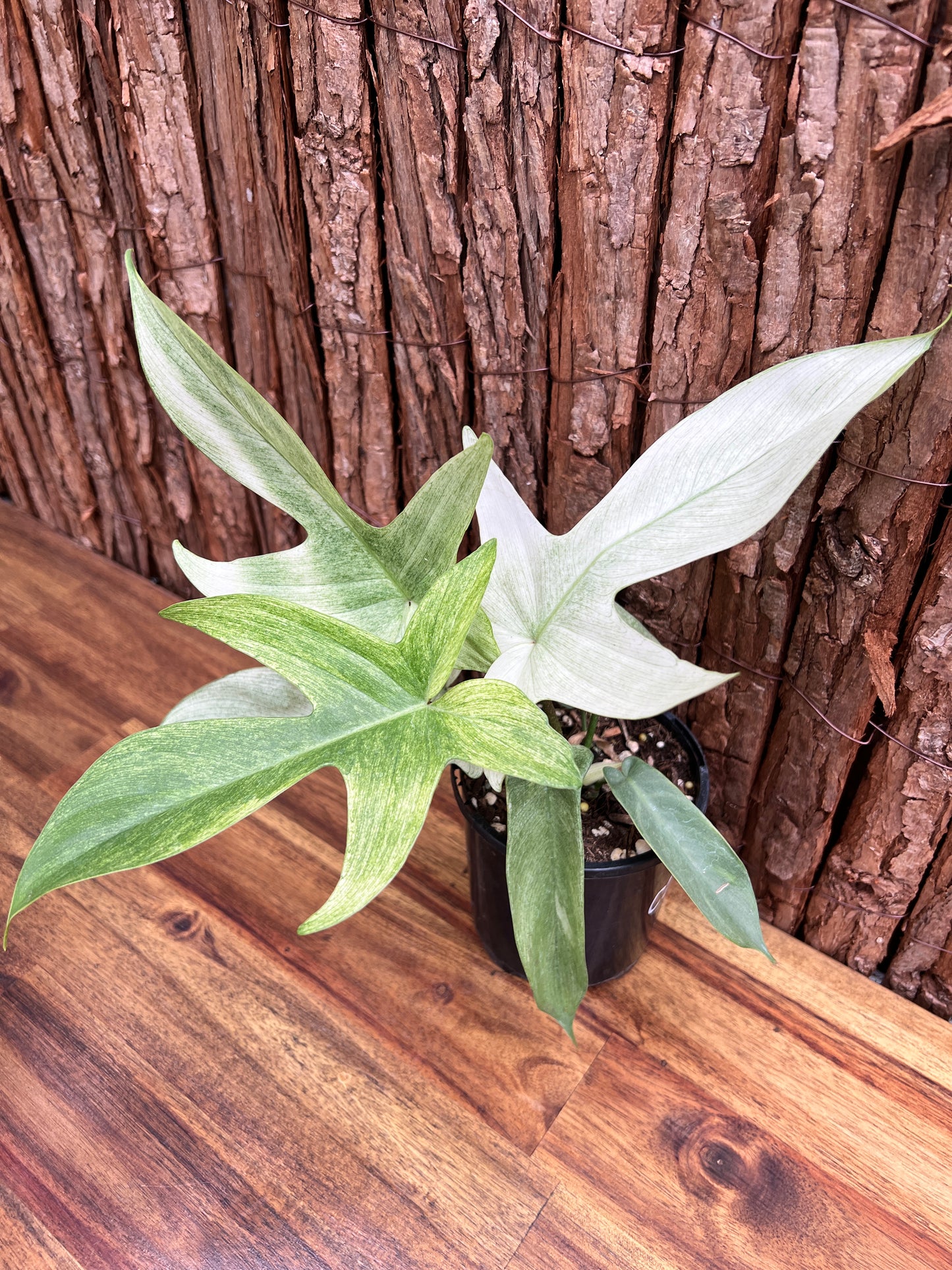 Philodendron Florida Ghost/Mint C28