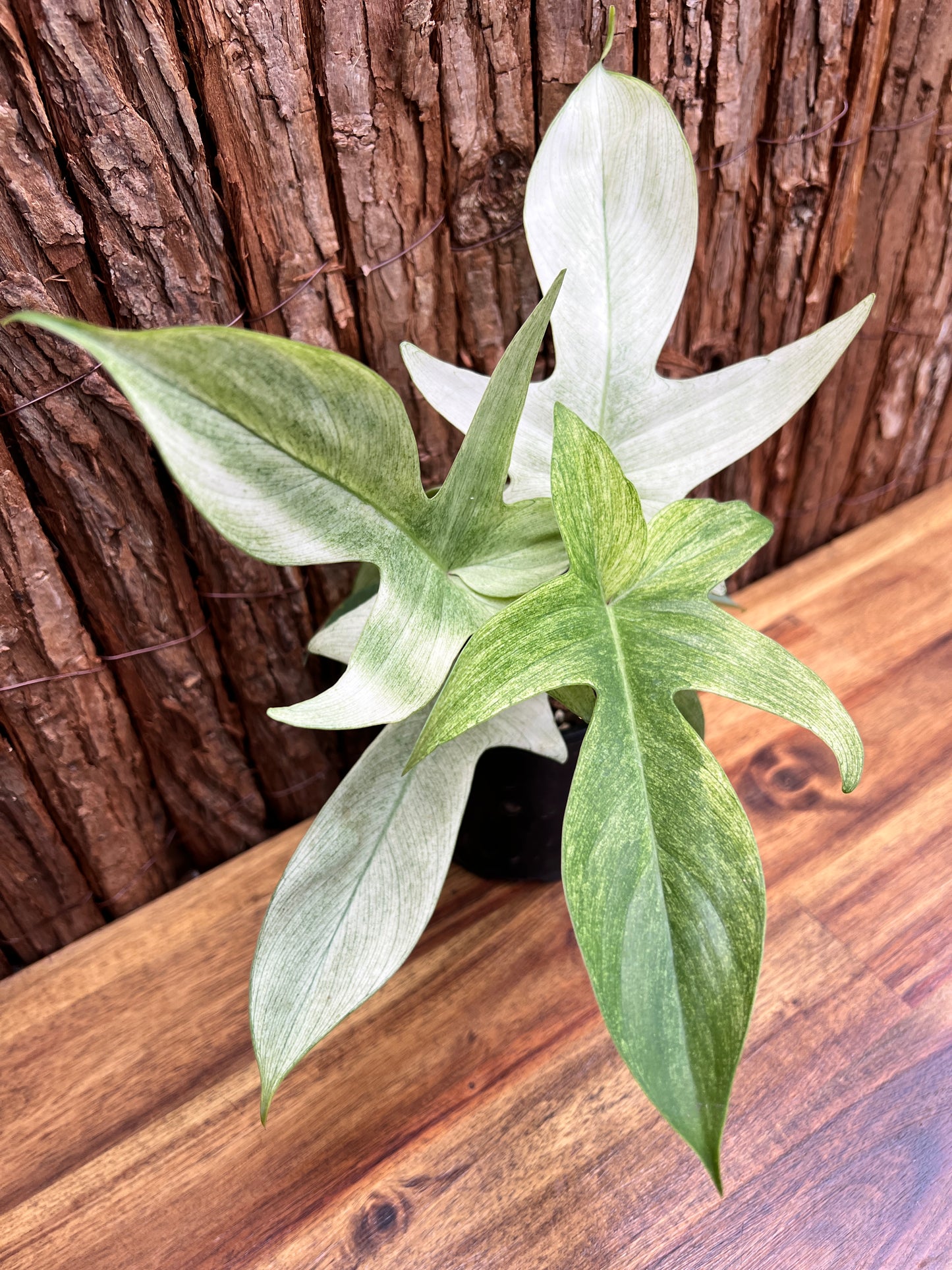 Philodendron Florida Ghost/Mint C28