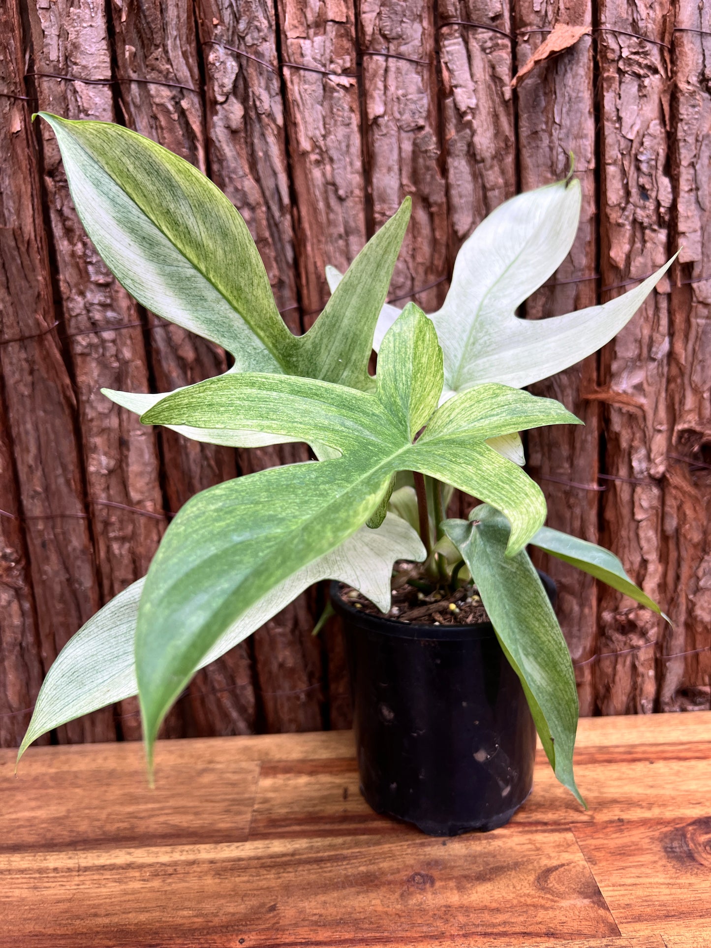 Philodendron Florida Ghost/Mint C28