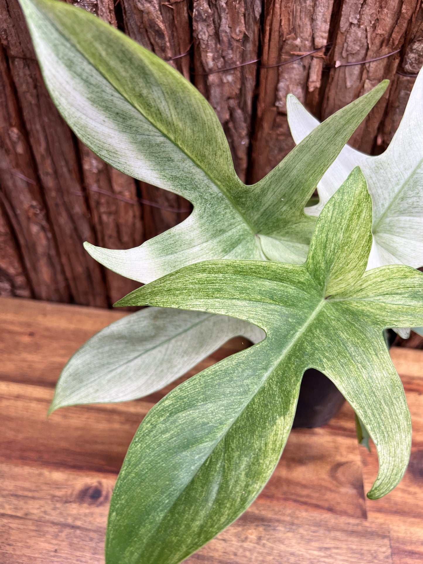 Philodendron Florida Ghost/Mint C28