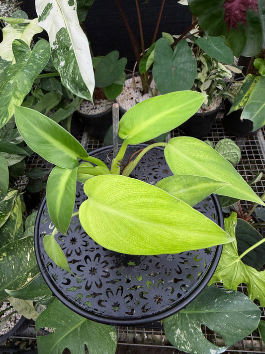 Philodendron rugosum 'Aberrant Form' J41