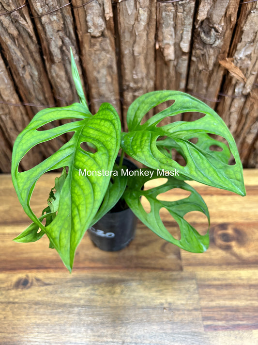 Monstera Monkey Mask C30