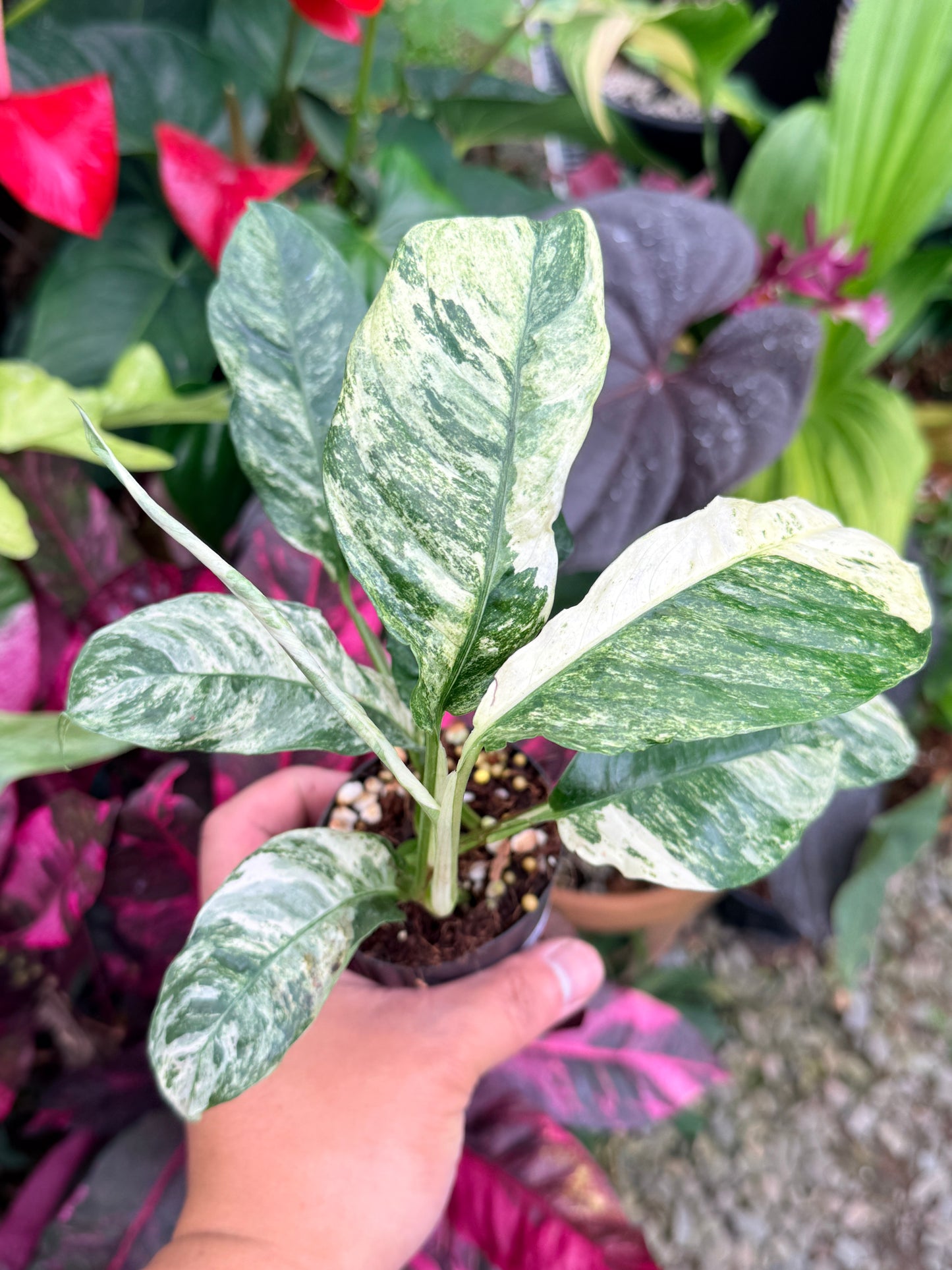 Rhaphidophora 'Puberula Variegata' - Highly Variegated P81