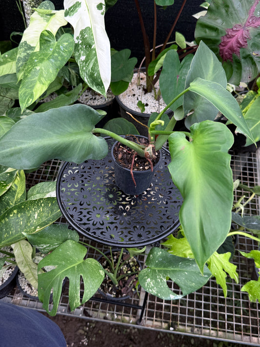 Philodendron rugosum 'Aberrant' - Matured Form Z30