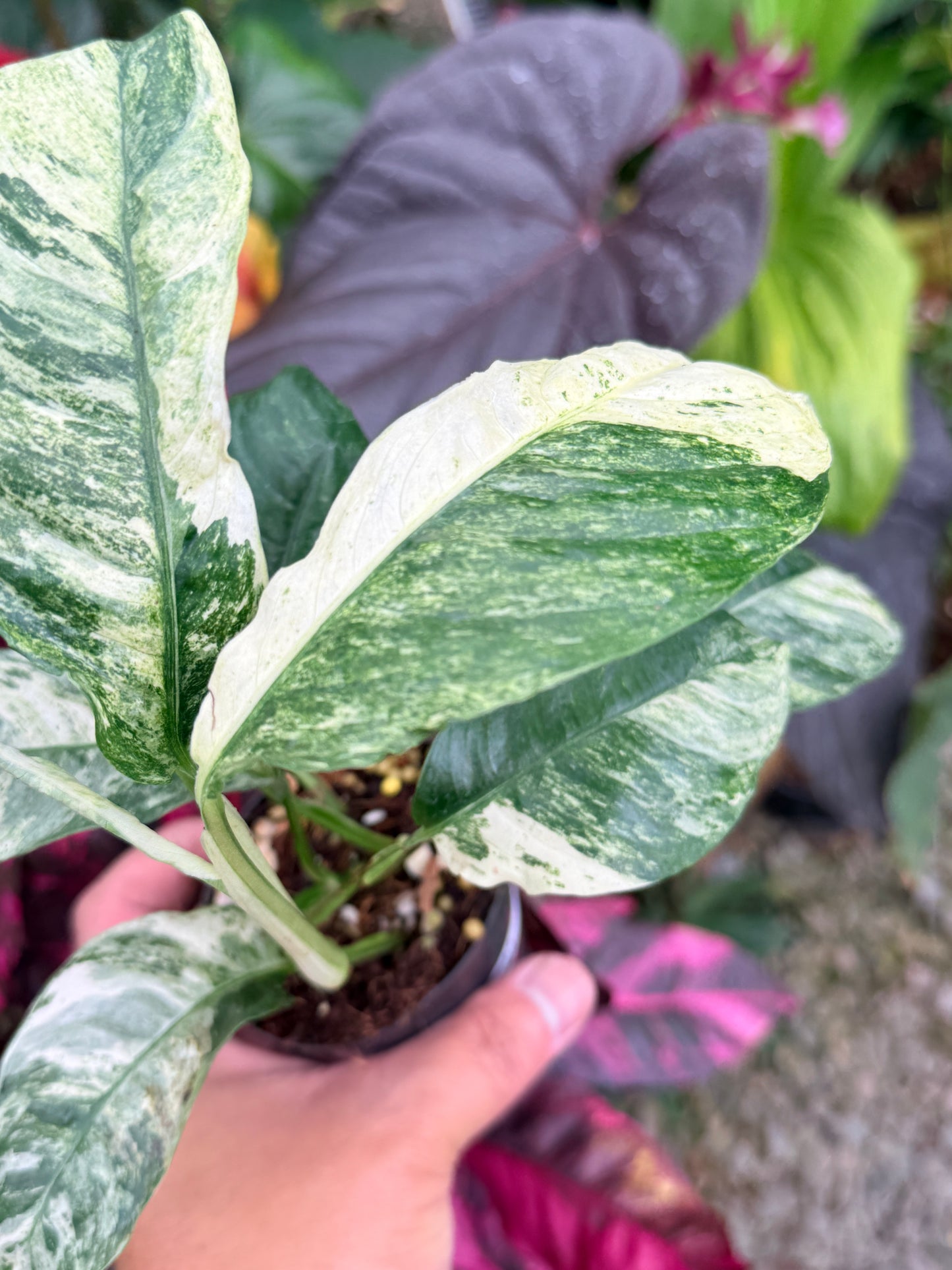 Rhaphidophora 'Puberula Variegata' - Highly Variegated P81