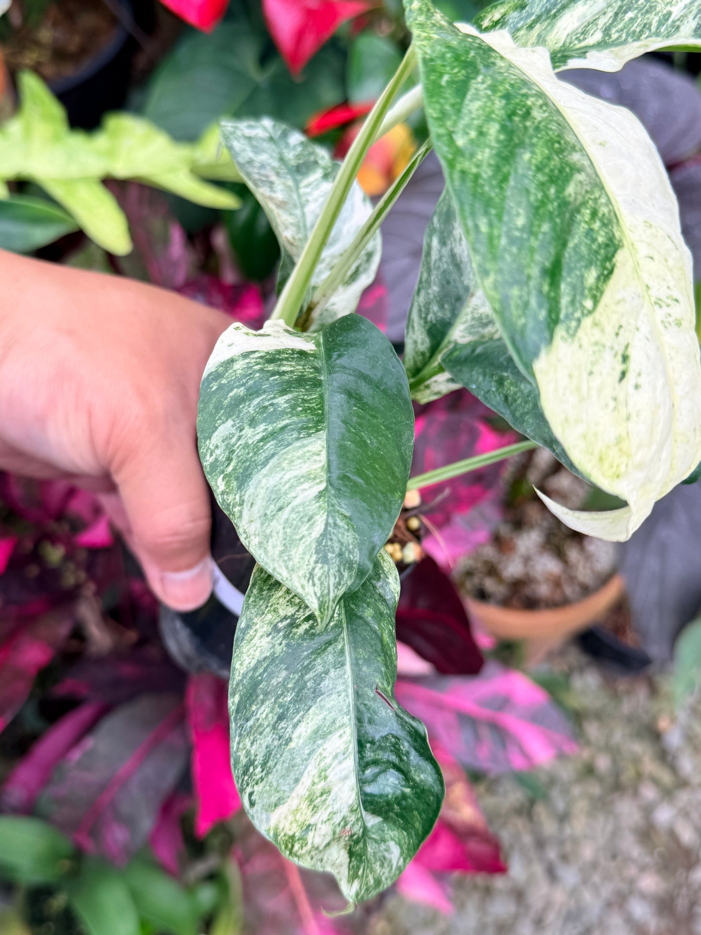 Rhaphidophora 'Puberula Variegata' - Highly Variegated P81