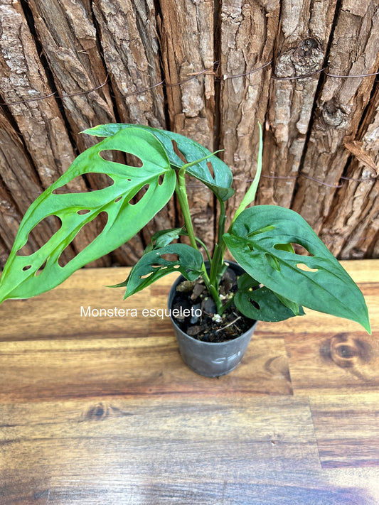 Monstera esqueleto C31