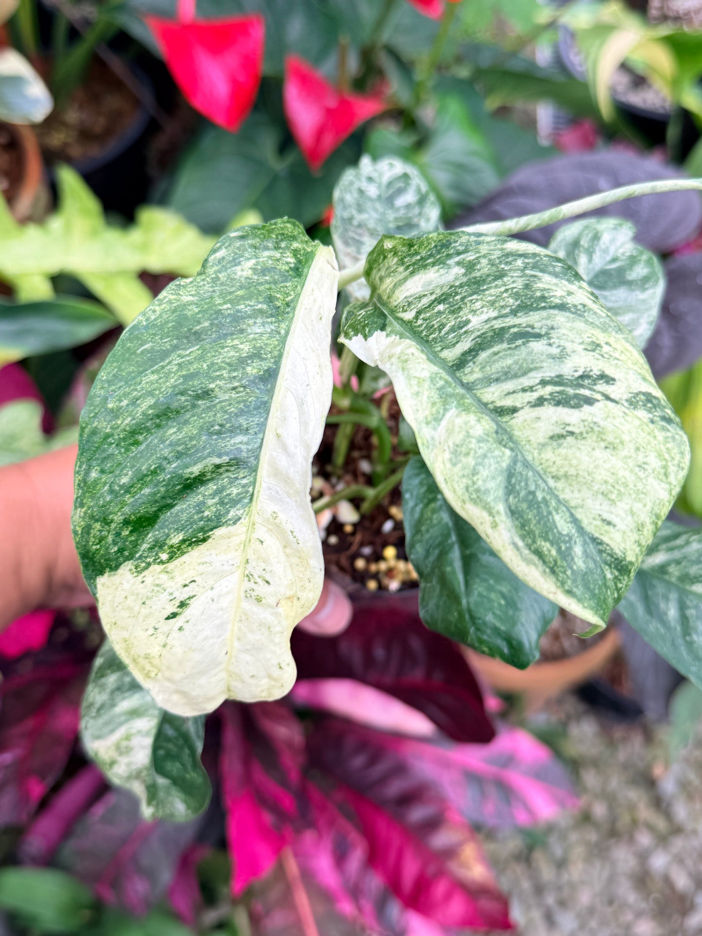 Rhaphidophora 'Puberula Variegata' - Highly Variegated P81