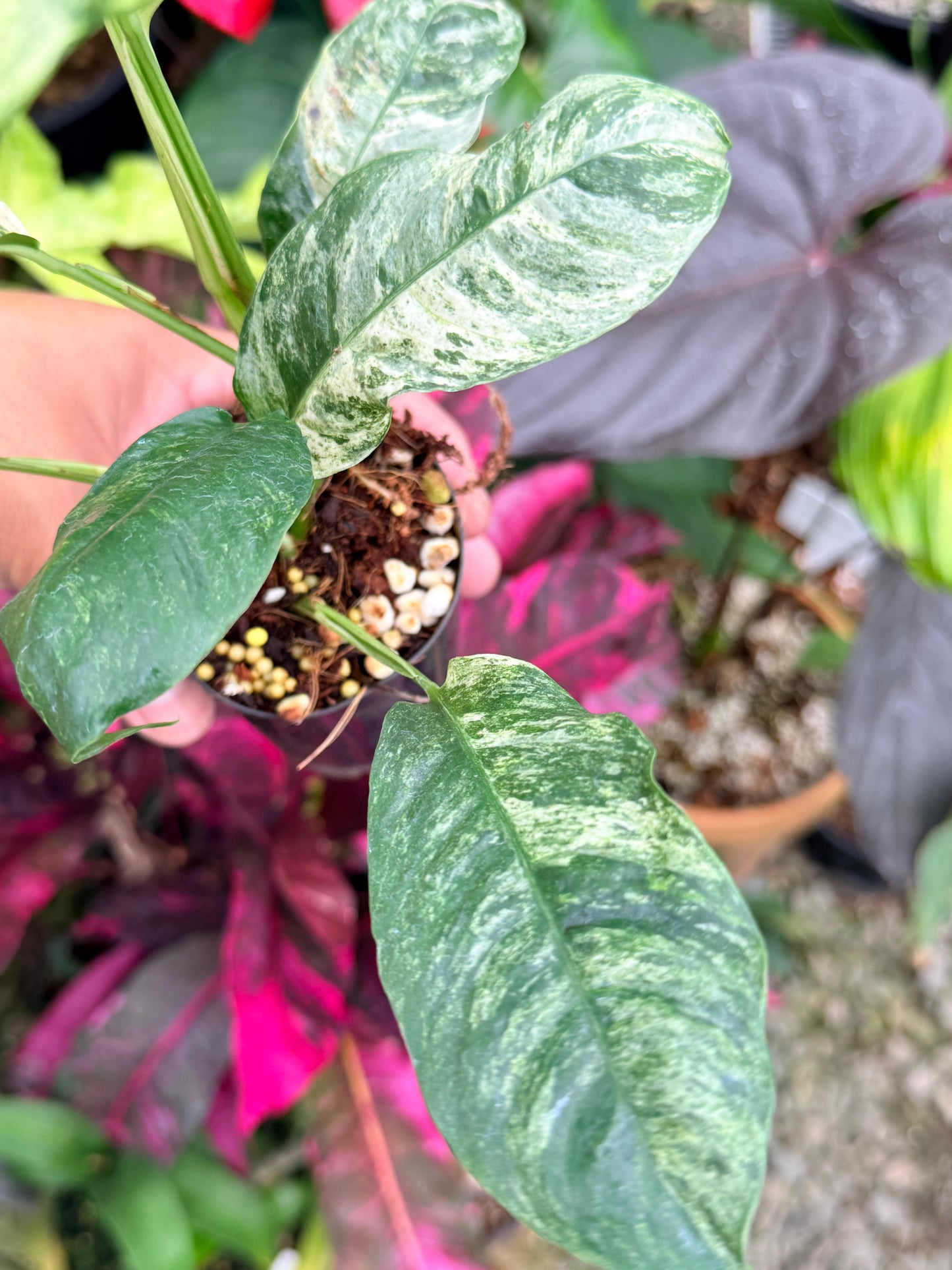 Rhaphidophora 'Puberula Variegata' - Highly Variegated P81