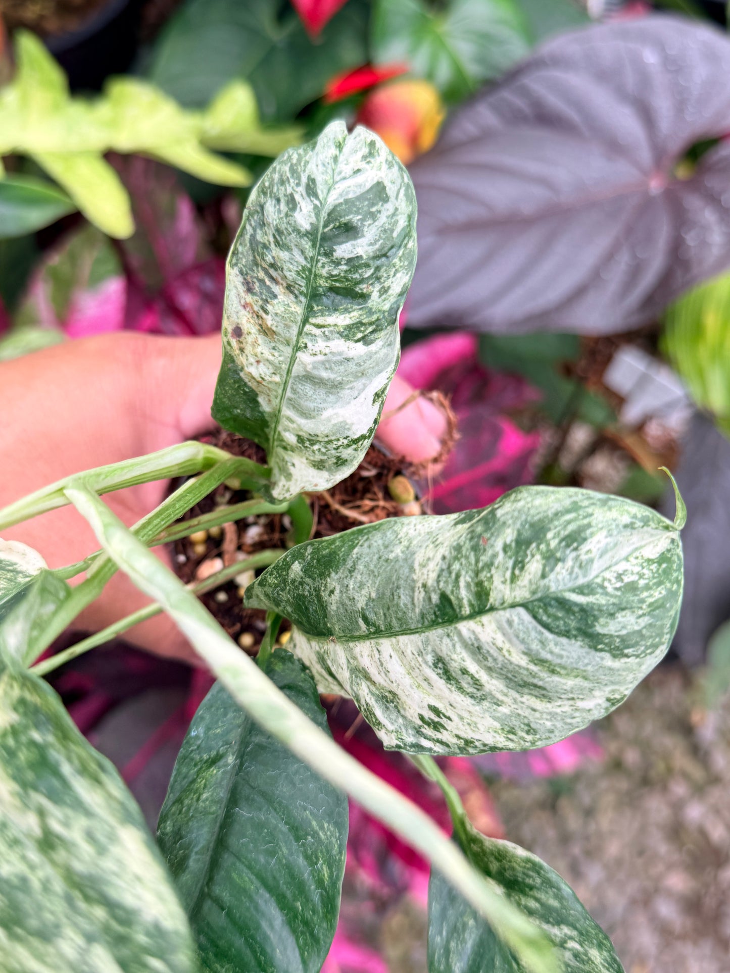Rhaphidophora 'Puberula Variegata' - Highly Variegated P81