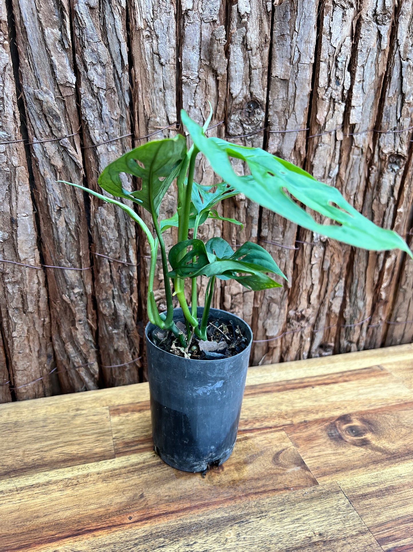 Monstera esqueleto C31