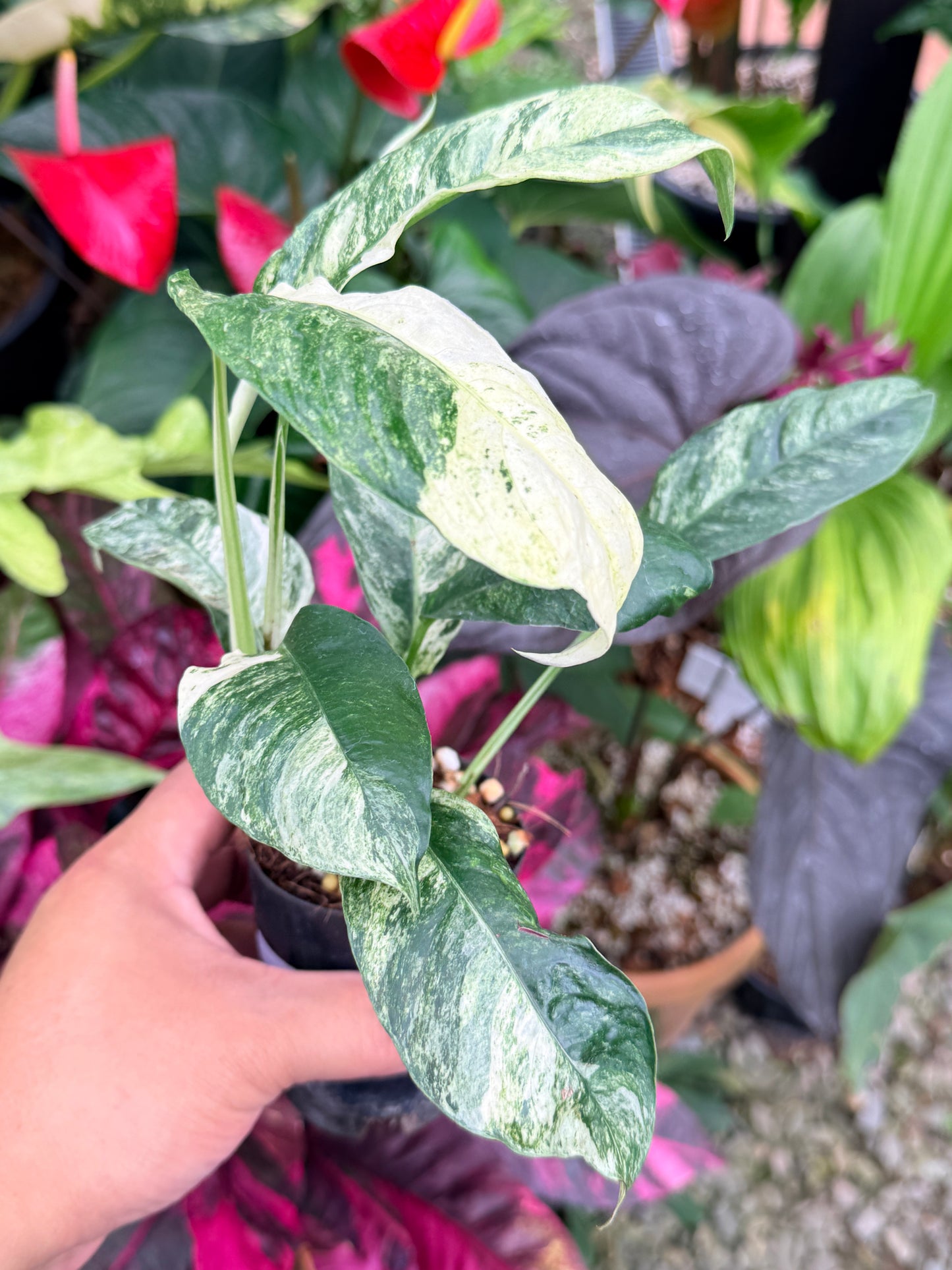 Rhaphidophora 'Puberula Variegata' - Highly Variegated P81