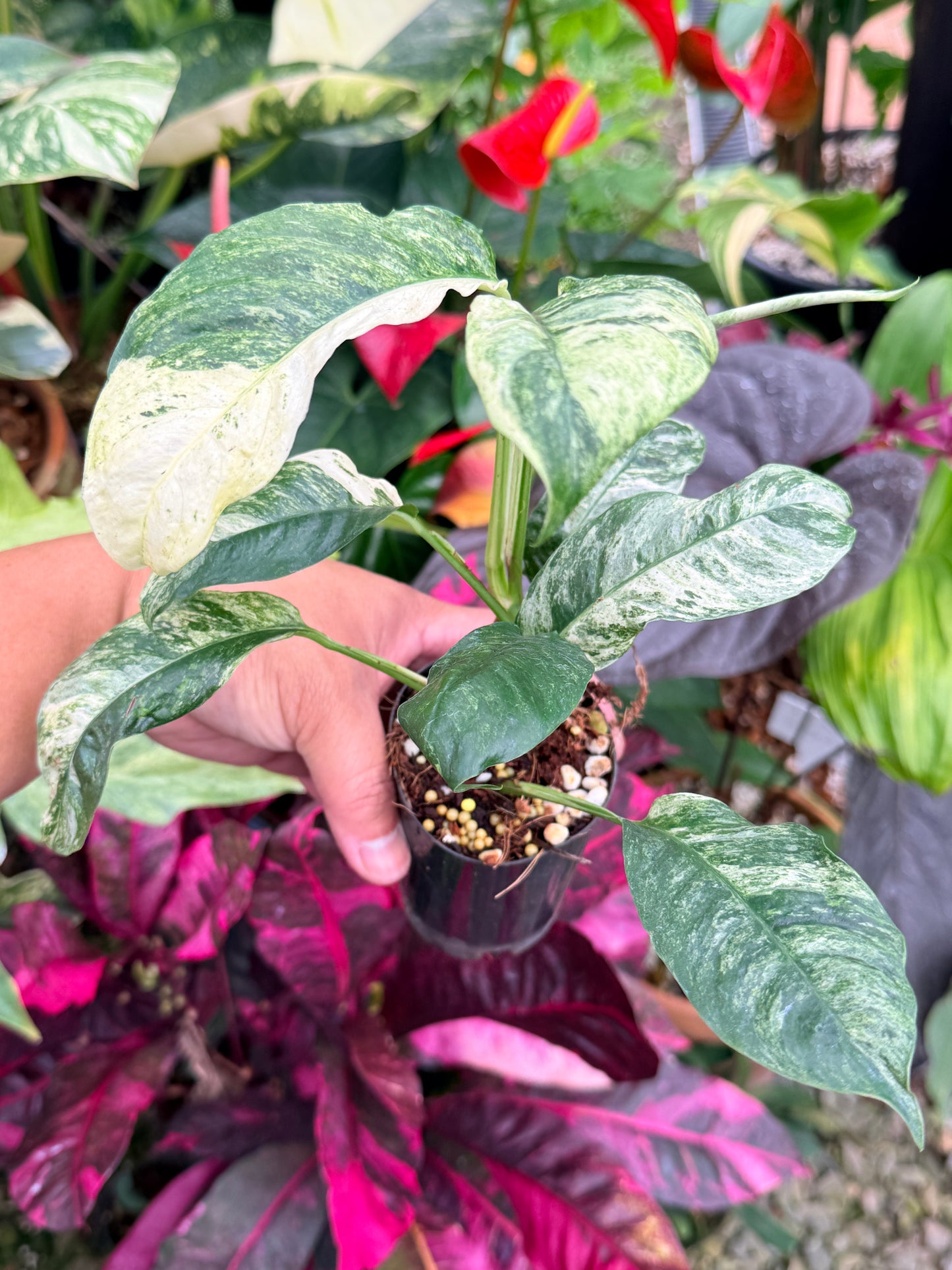 Rhaphidophora 'Puberula Variegata' - Highly Variegated P81