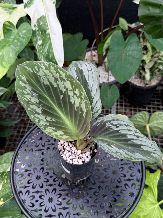 kaempferia aurantiflora 'Orange Ginger Peacock' J45