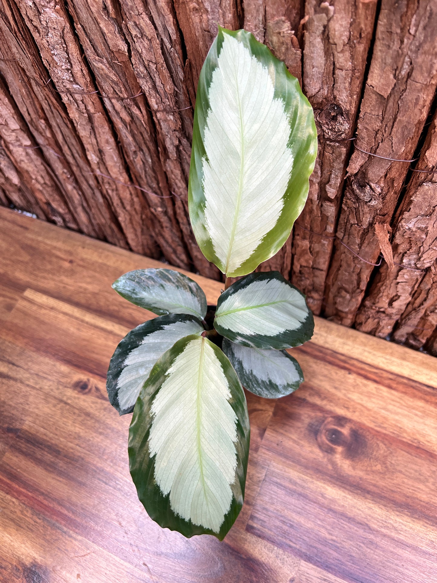 Calathea argentea C33