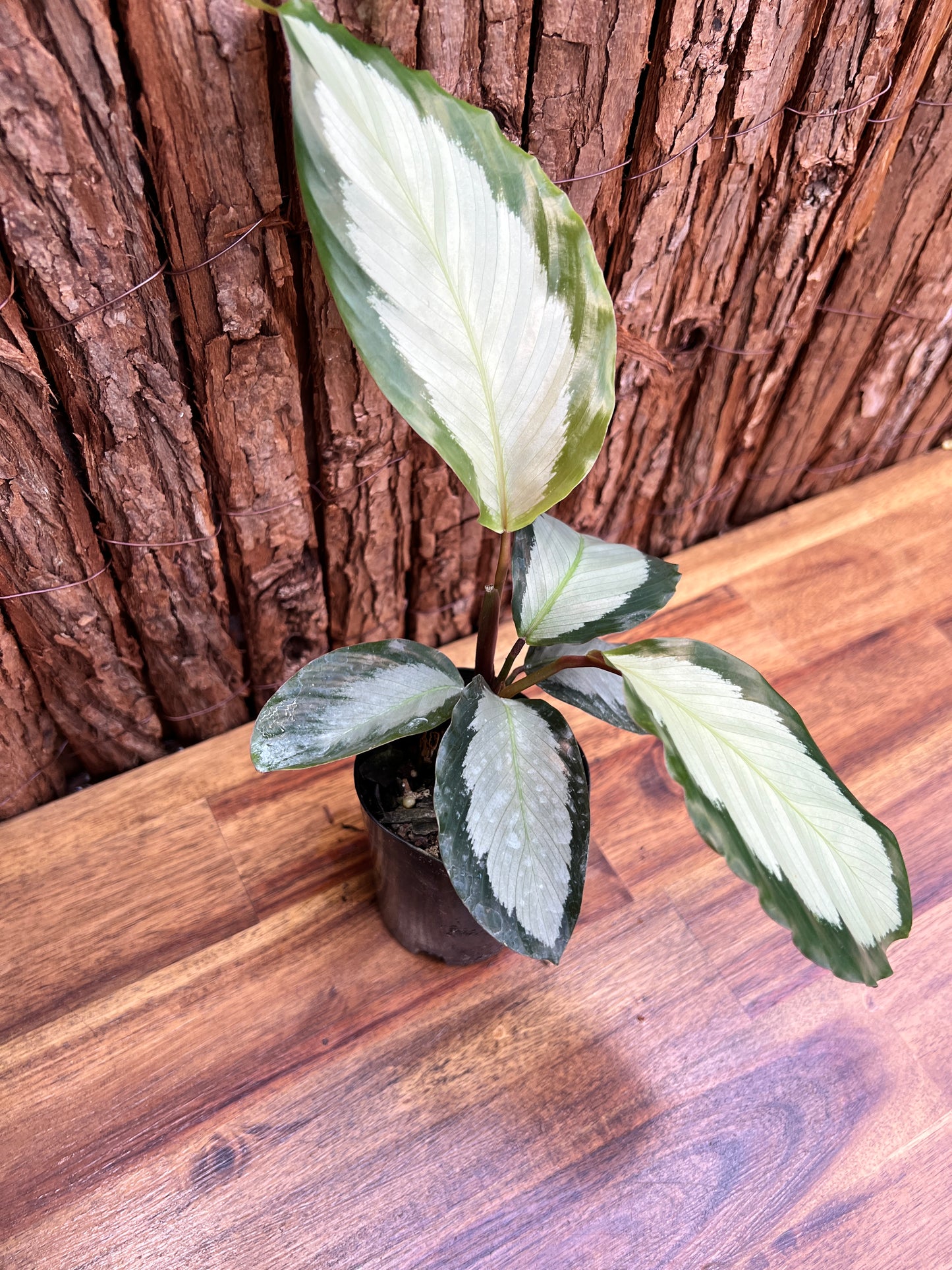 Calathea argentea C33