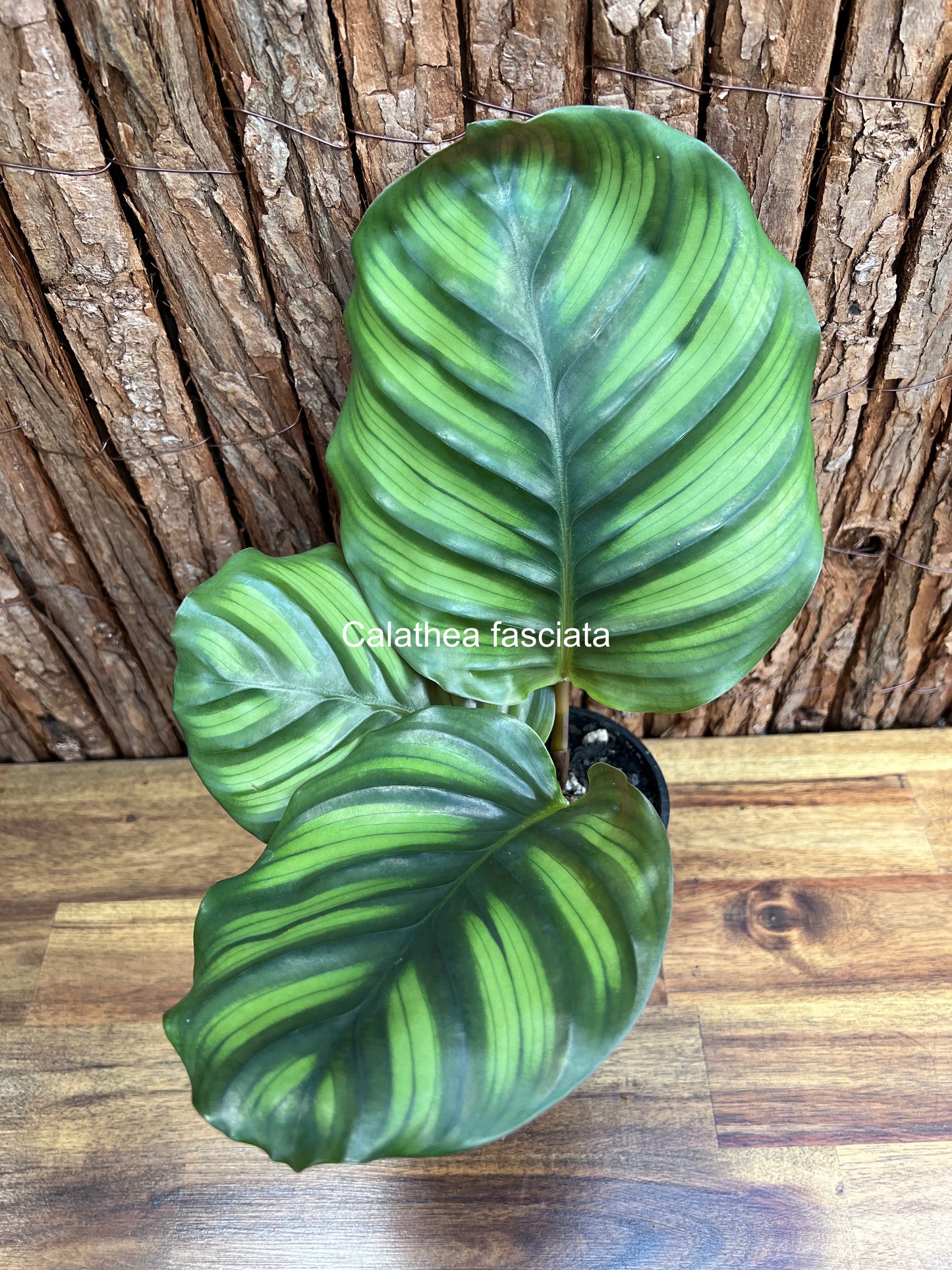 Calathea fasciata C34