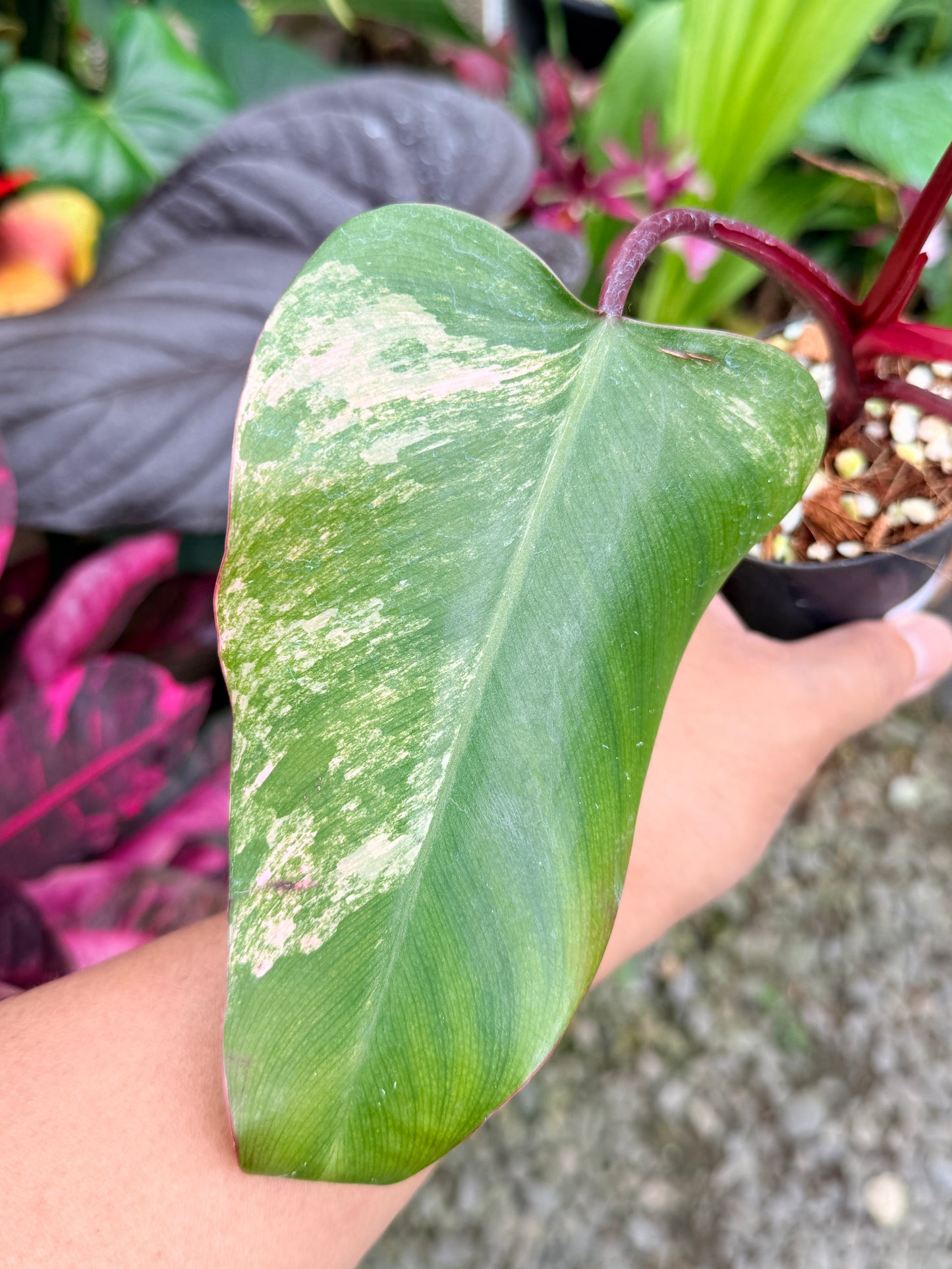 Philodendron 'Strawberry Shake' P83