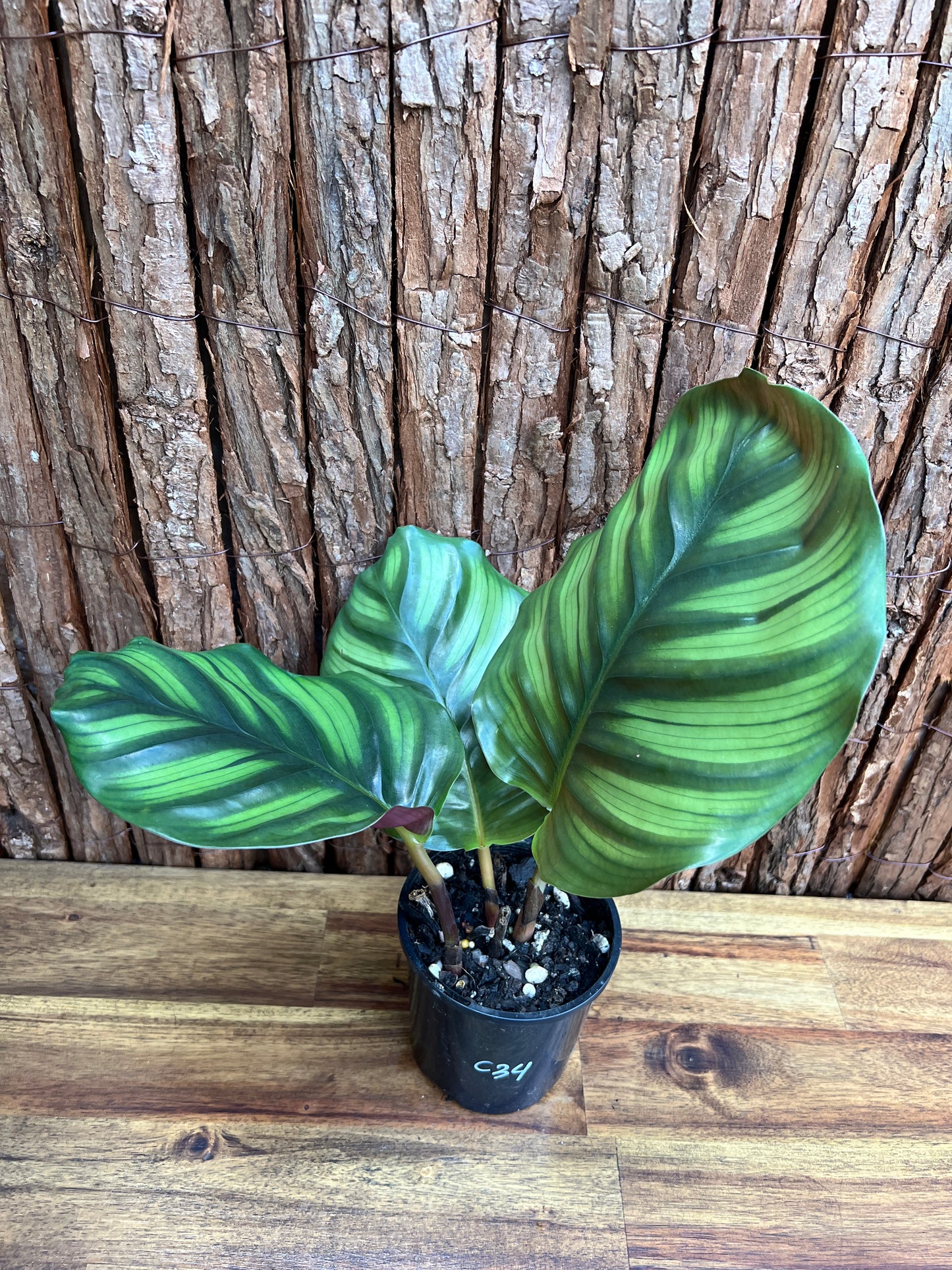 Calathea fasciata C34