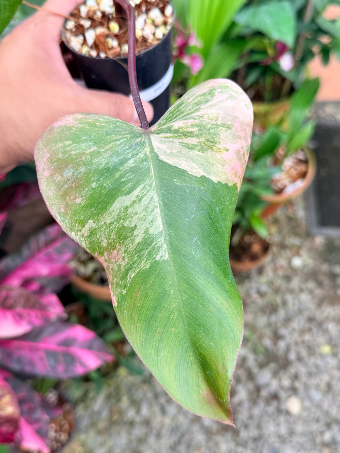 Philodendron 'Strawberry Shake' P83