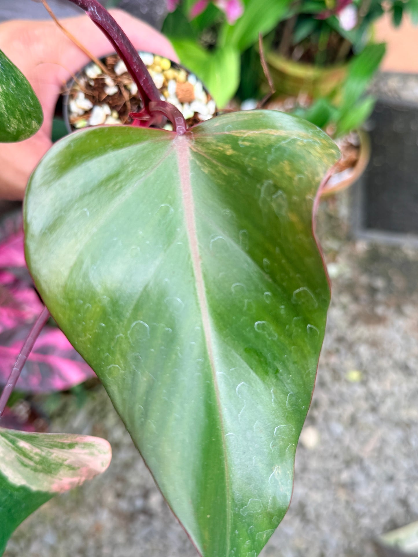 Philodendron 'Strawberry Shake' P83