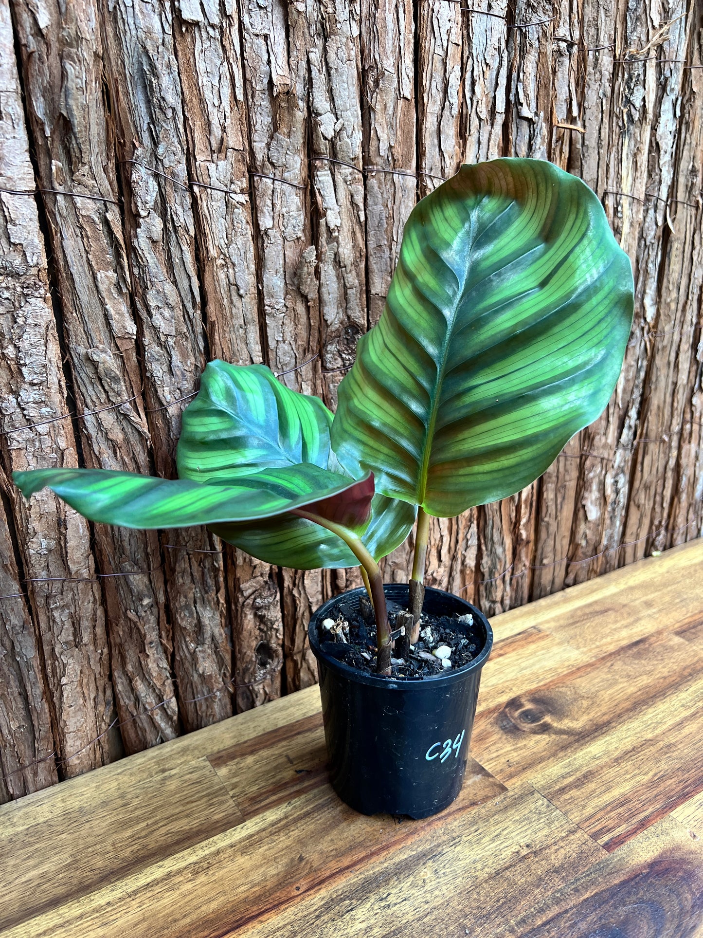 Calathea fasciata C34