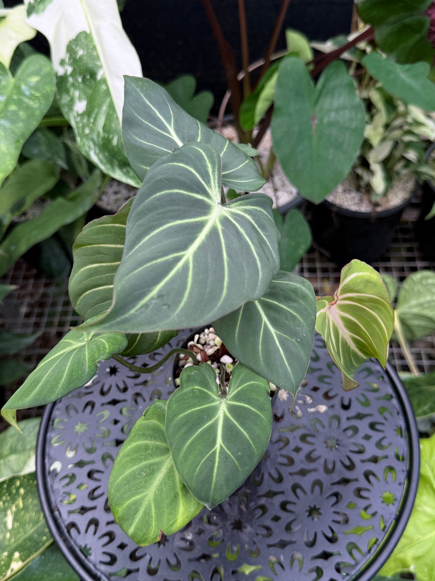 Philodendron Gloriosum Hybrid J43