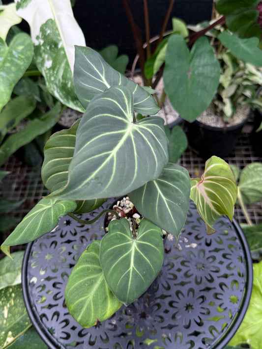 Philodendron Gloriosum Hybrid J43