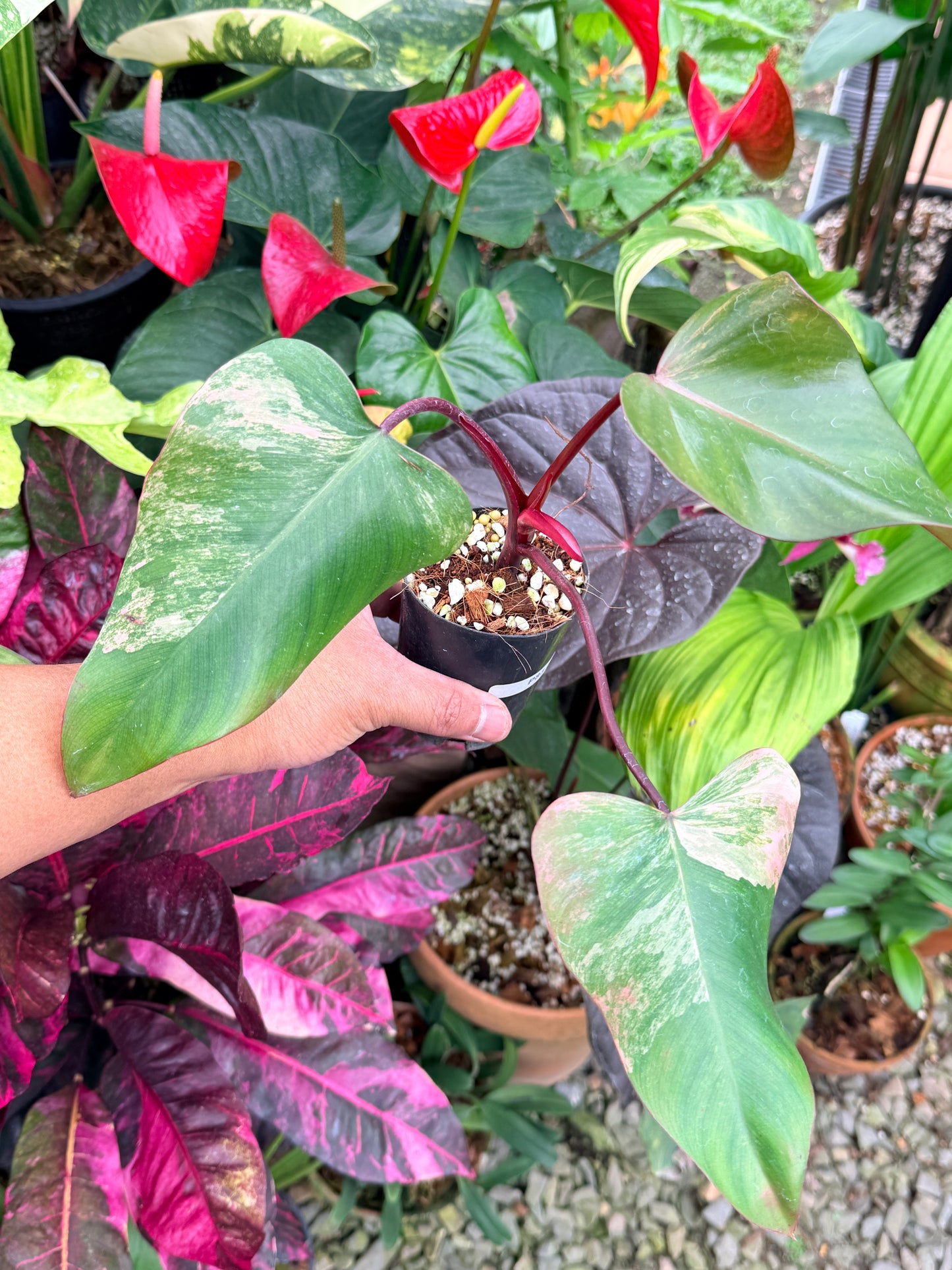Philodendron 'Strawberry Shake' P83