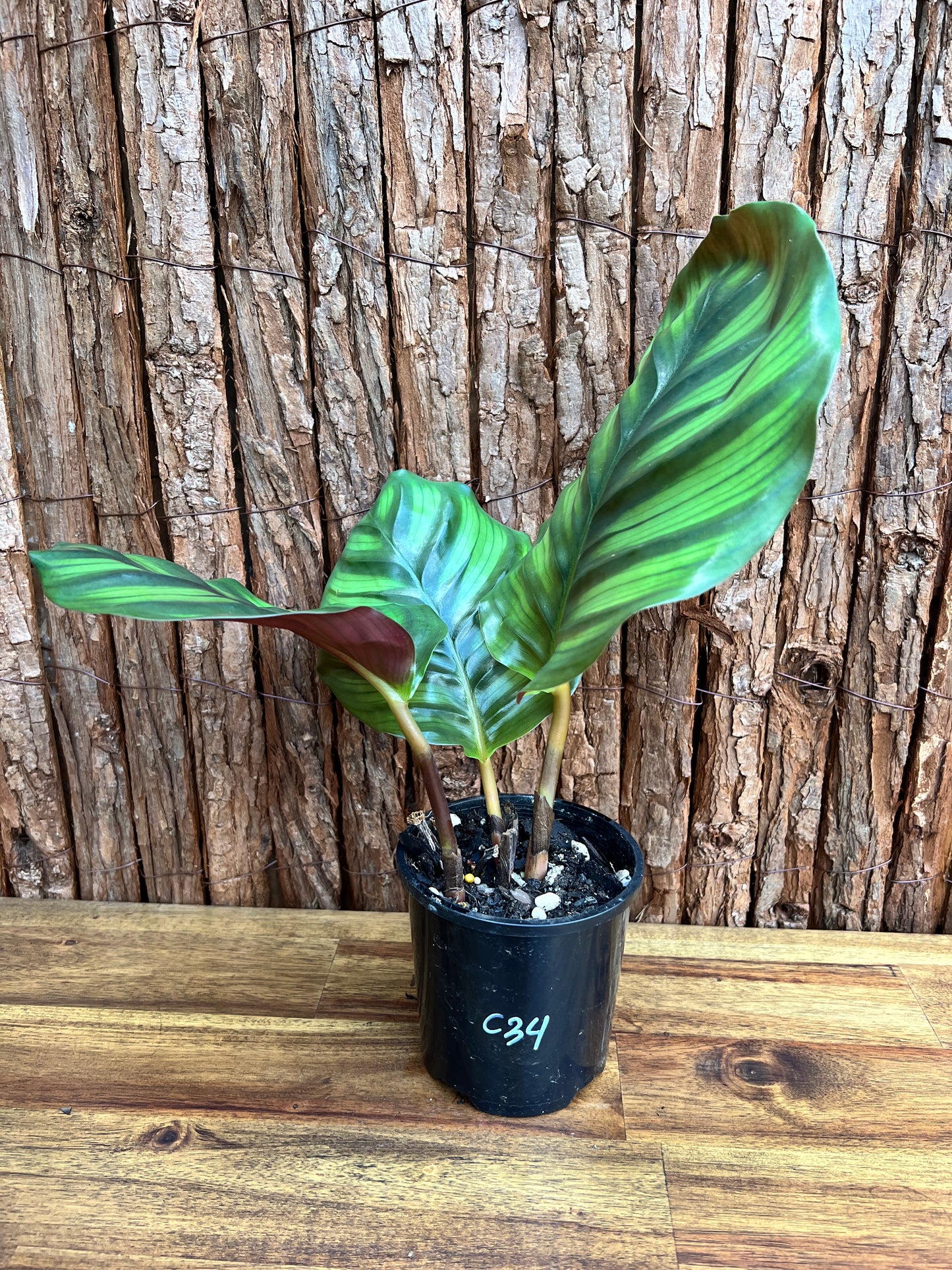 Calathea fasciata C34