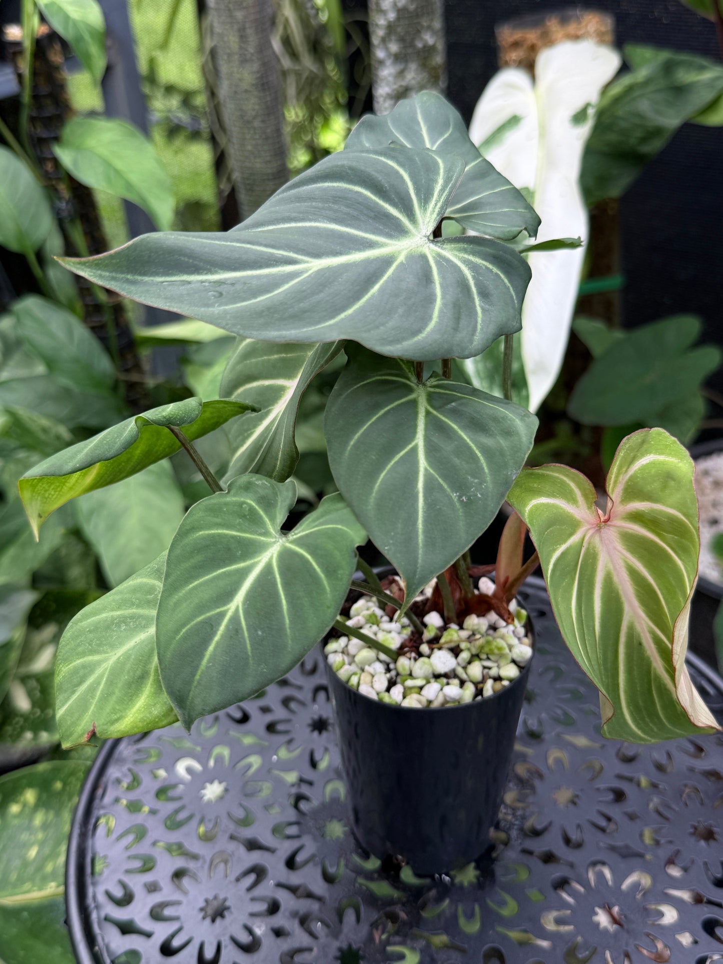 Philodendron Gloriosum Hybrid J43