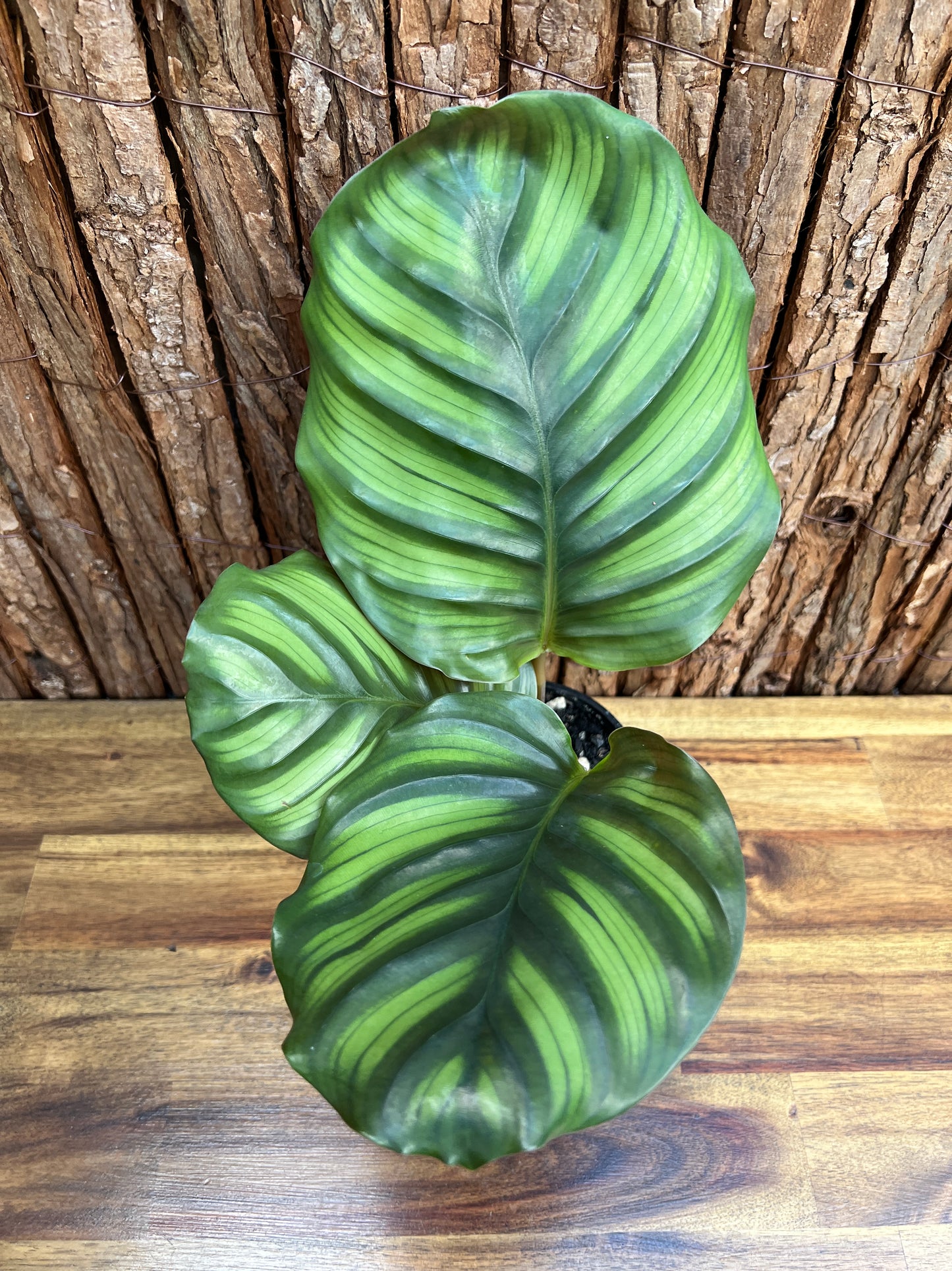 Calathea fasciata C34