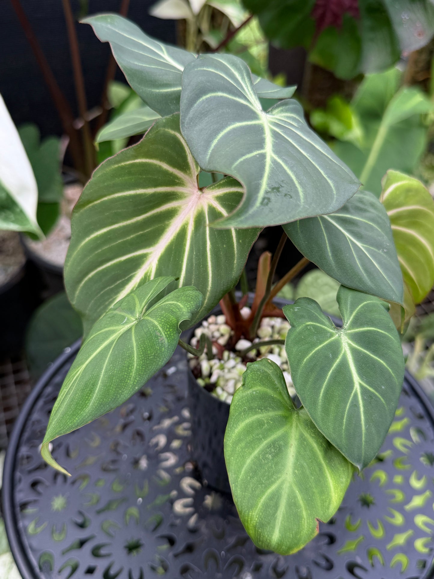 Philodendron Gloriosum Hybrid J43