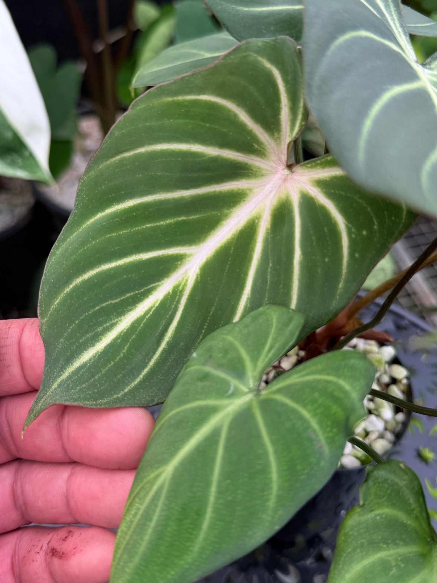 Philodendron Gloriosum Hybrid J43