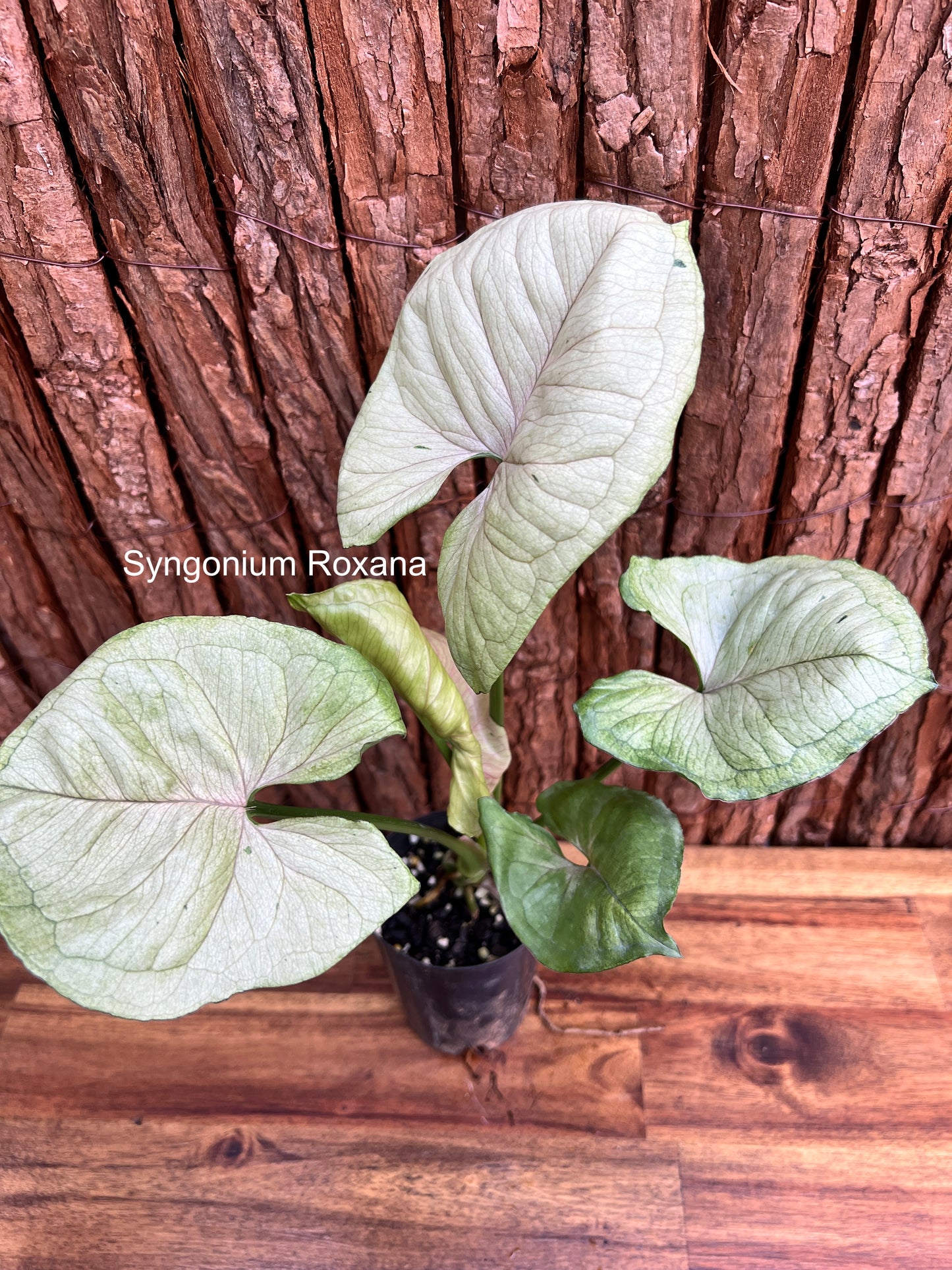 Syngonium Roxana C36